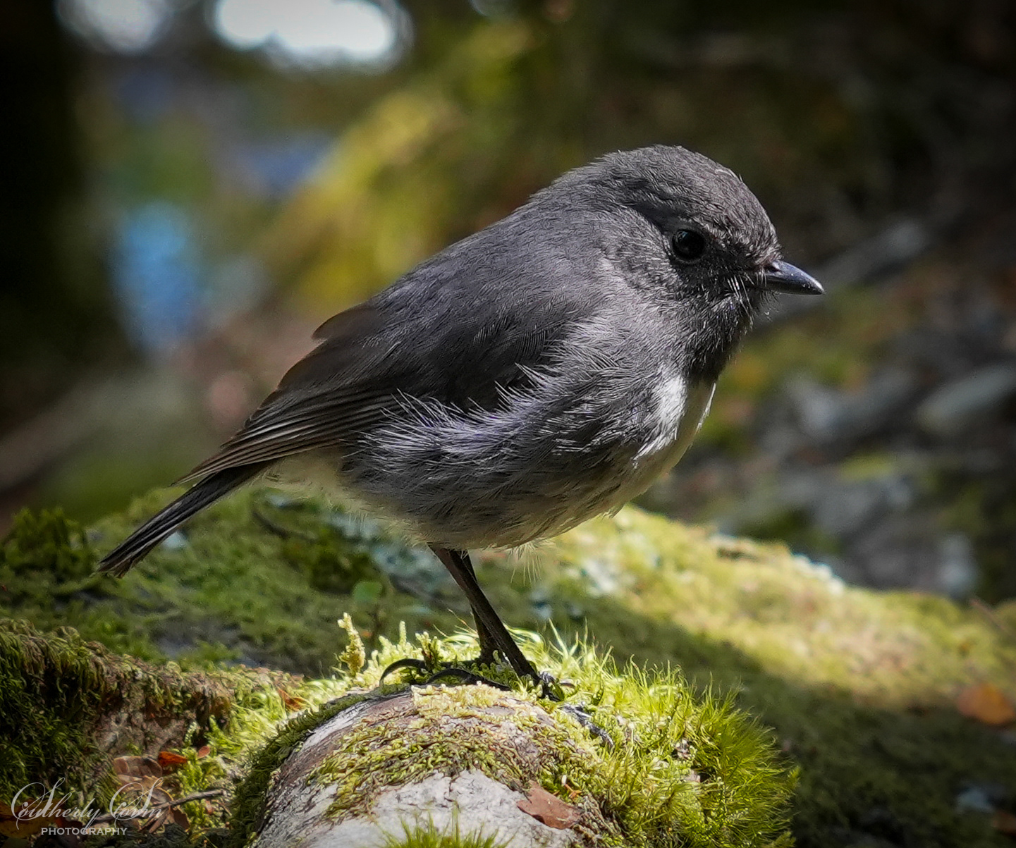 South Island Robin close up