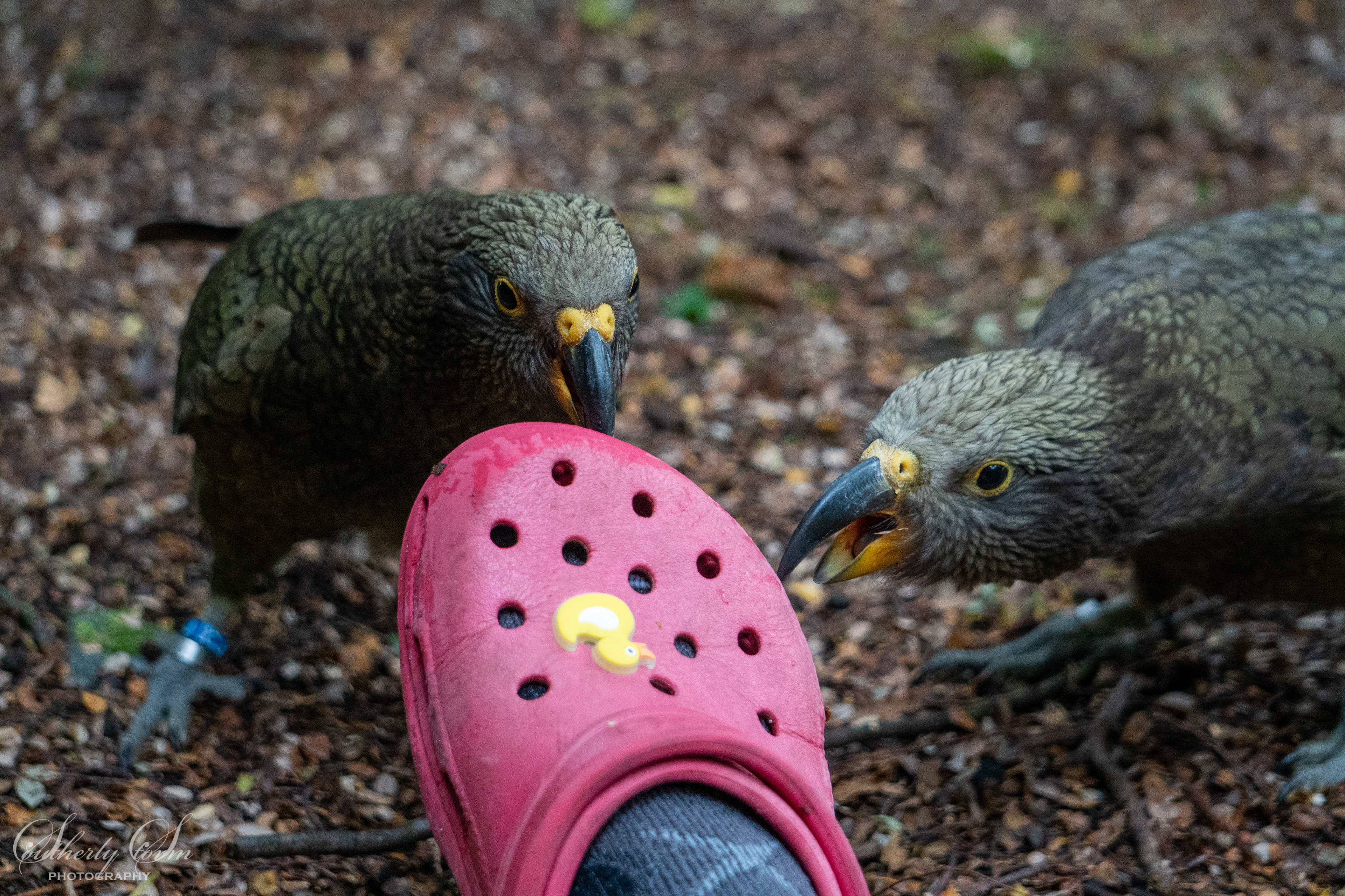 Two fledgling keas attacking a croc