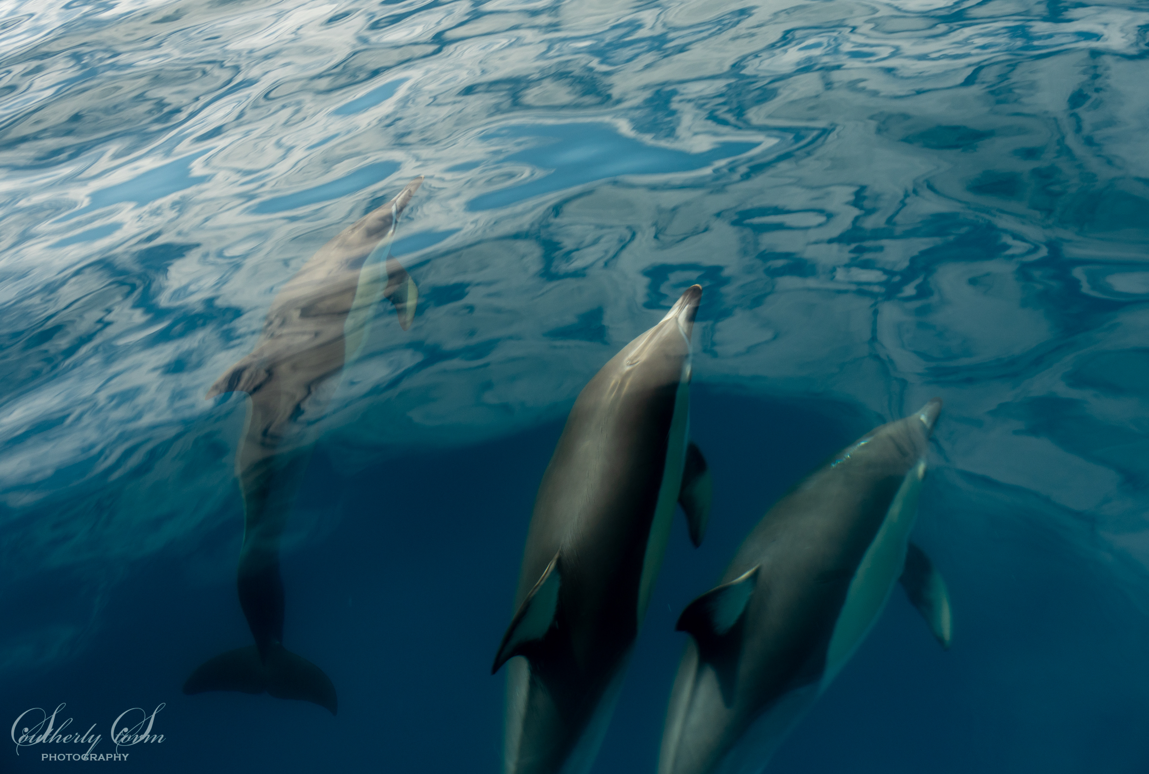 Three common dolphins