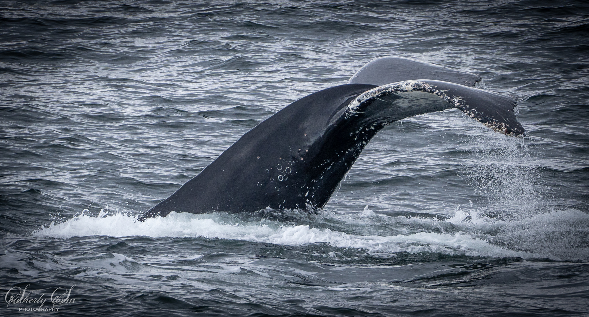 Side of a whale fluke