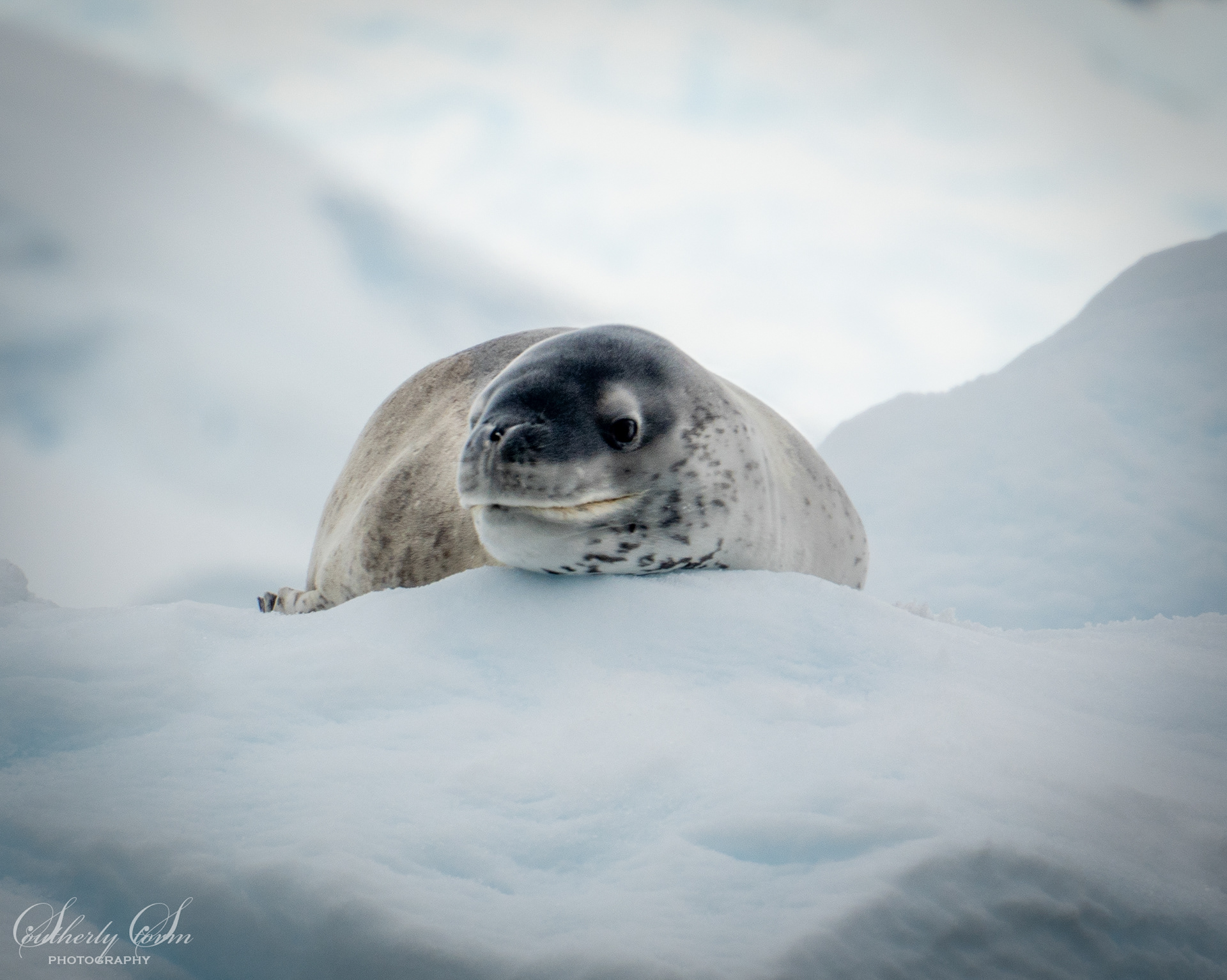 Leopard Seal on ice
