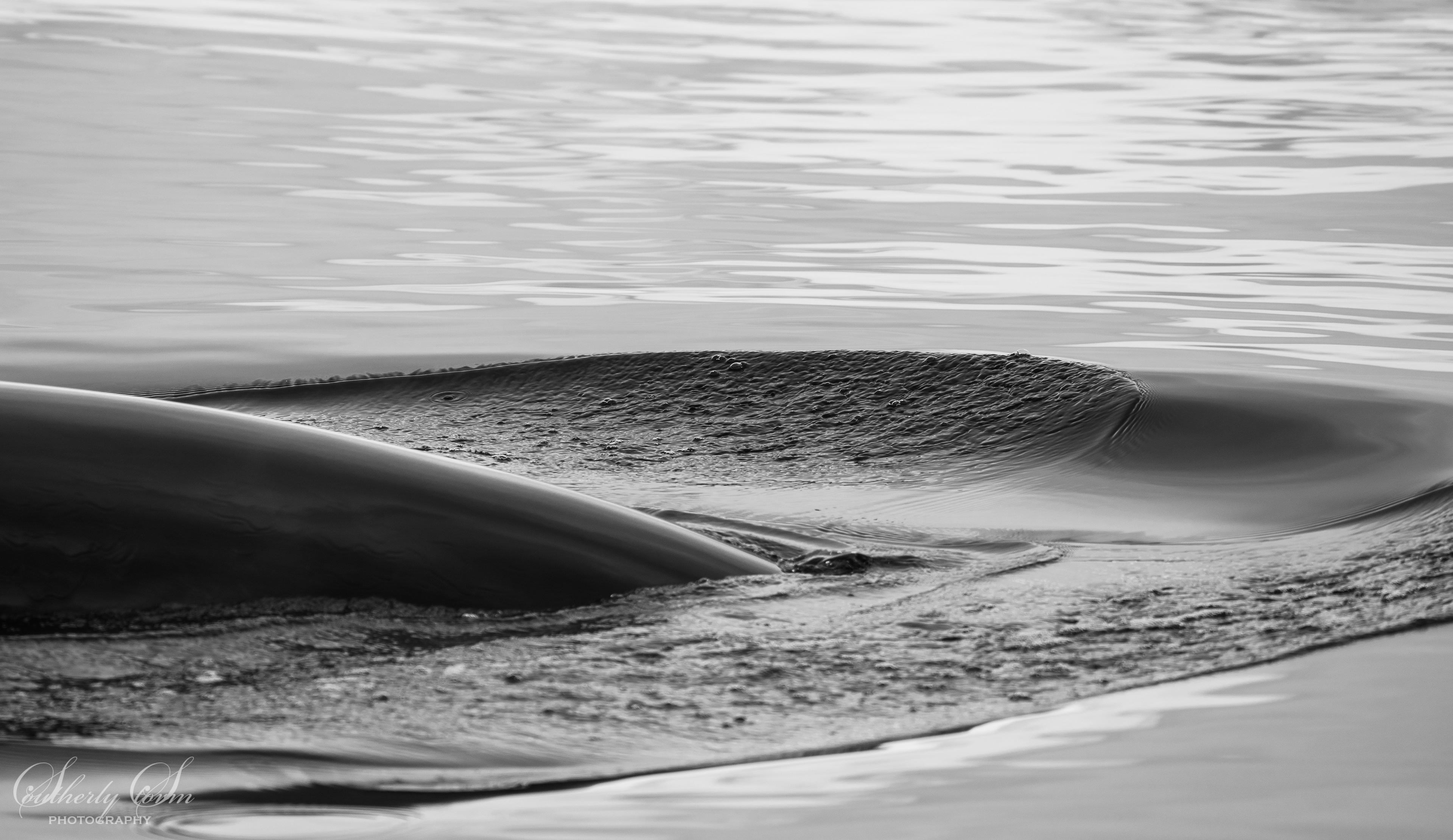 Black and white whale breaking the surface