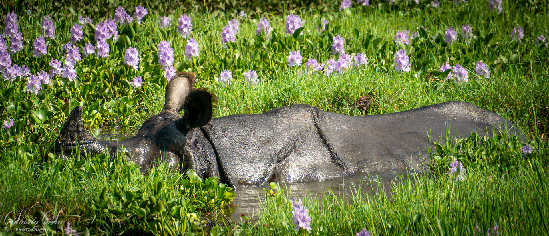 On-horned rhino in a swamp