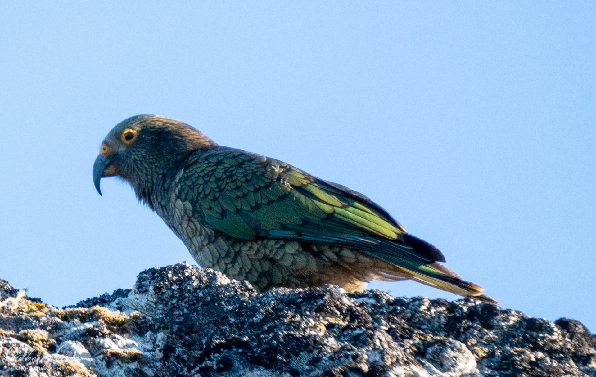 Fledgling kea
