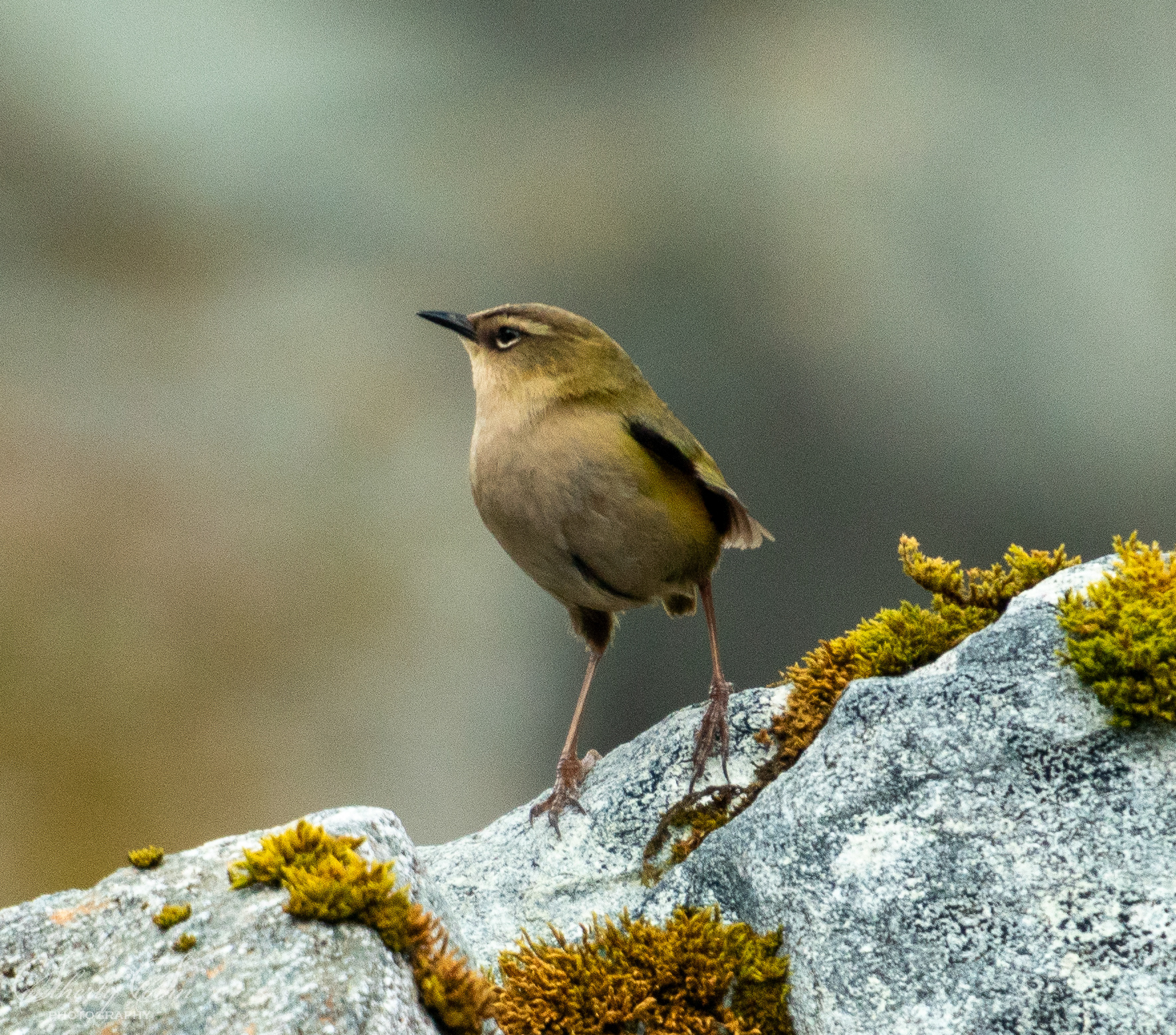 Rock Wren at Lake Castalia