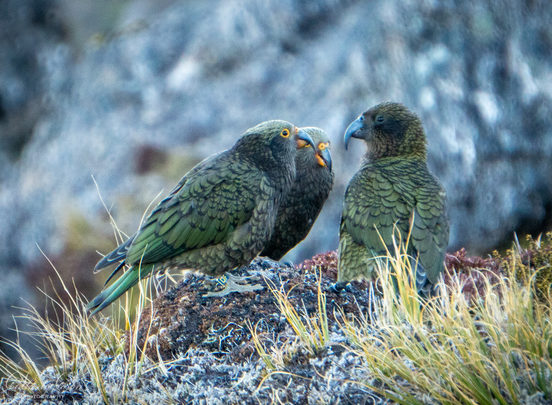 Two fledgling kea with an adult male kea