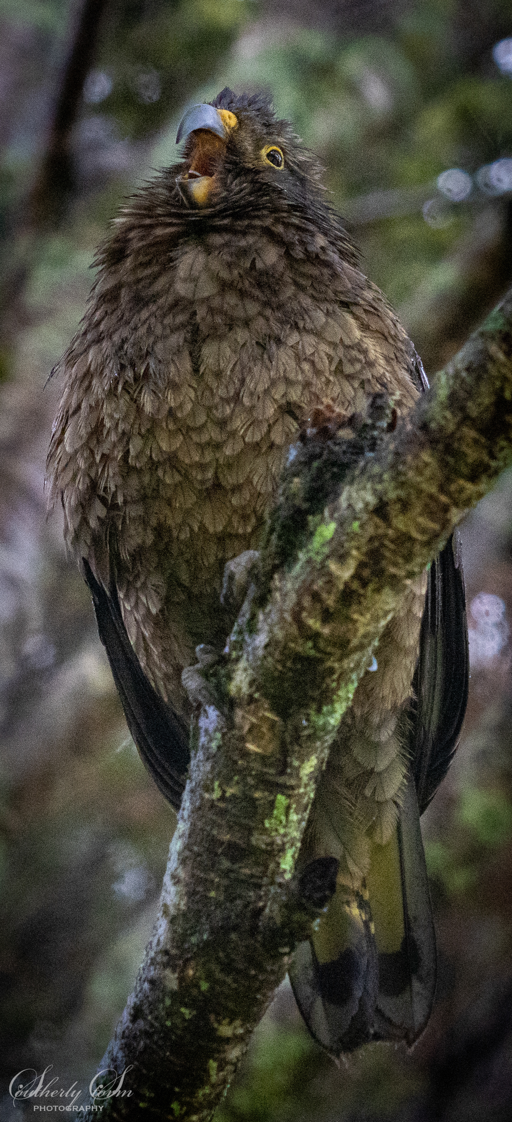 Loud juvenile kea