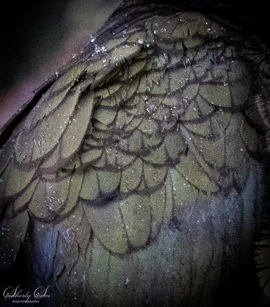 Rainsdrops on a kea's back