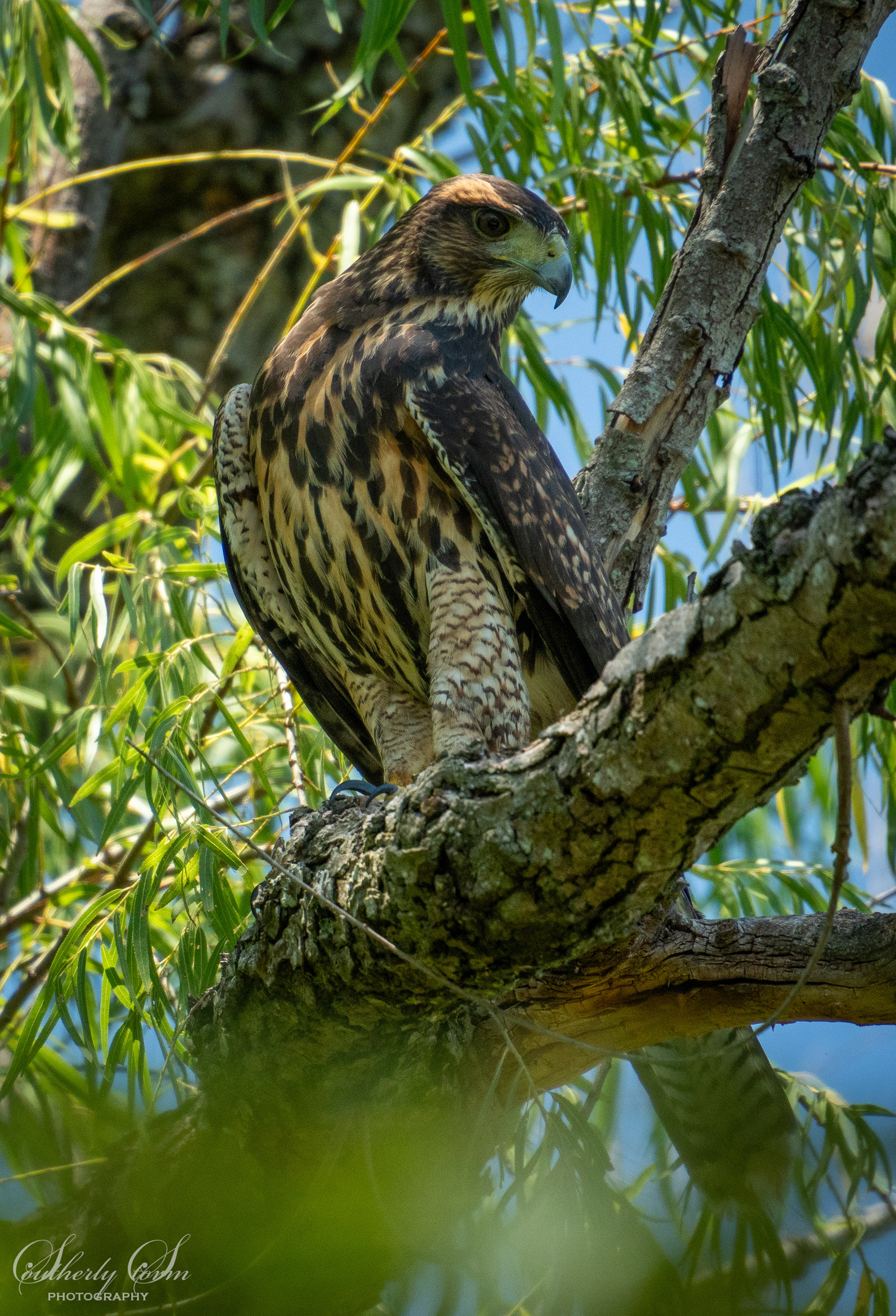 Handsome bird of prey buenos aires