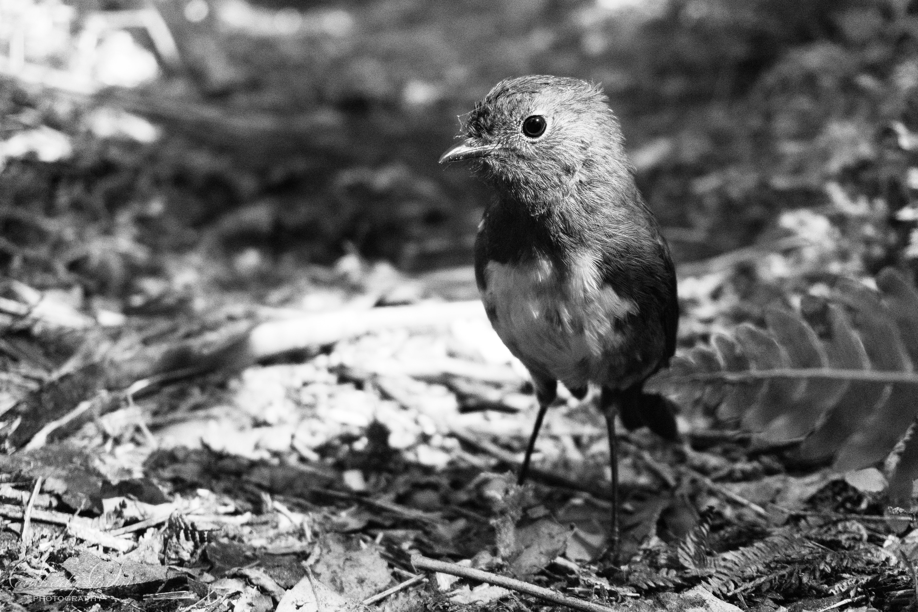 South Island Robin - Black and White