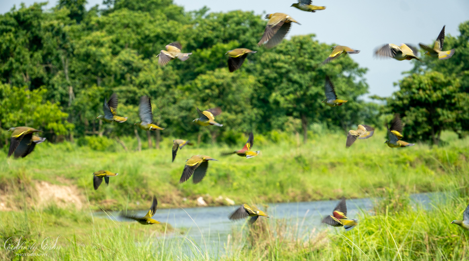 Flock of birds in flight