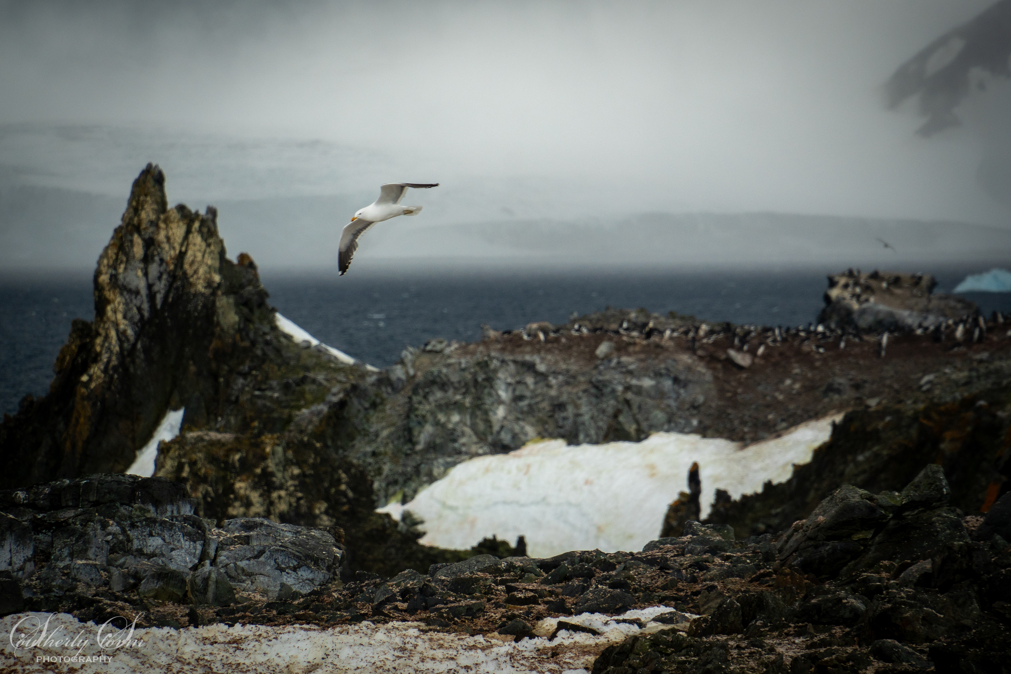 Kelp Gull over Half Moon Island