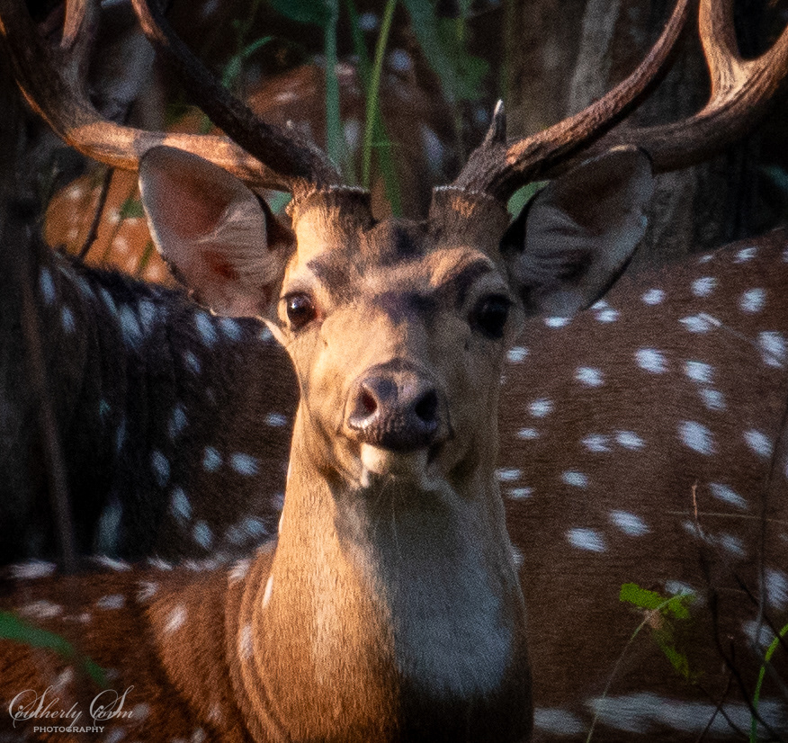 Male spotted deer