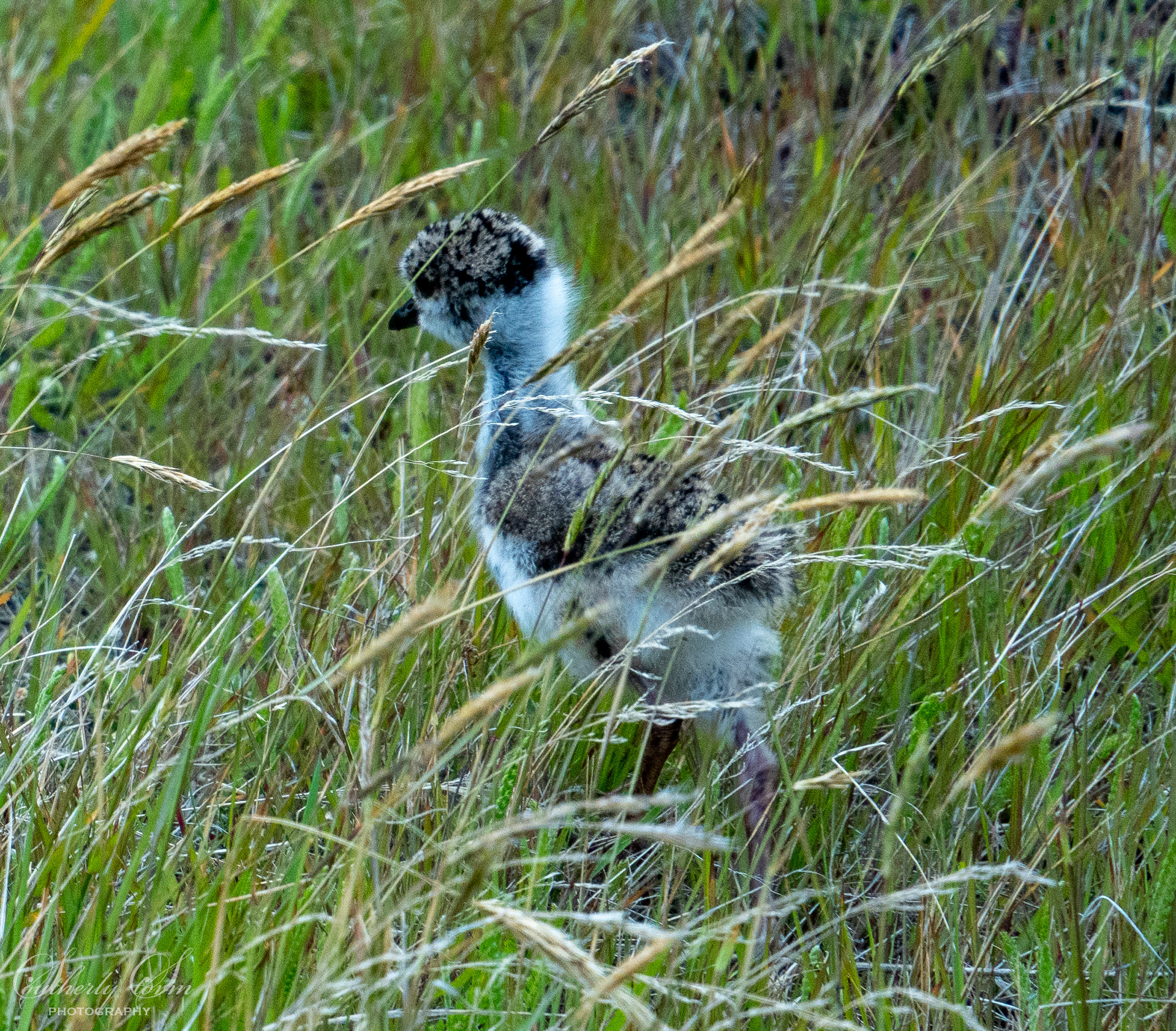 Baby bird