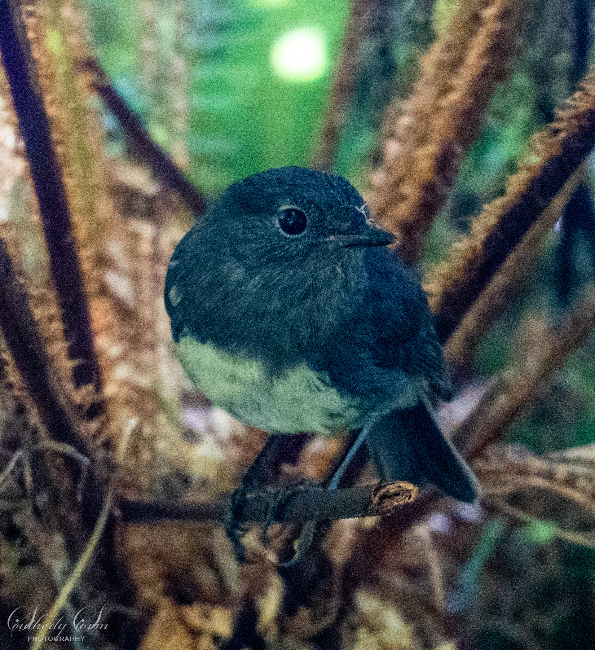 South Island Robin