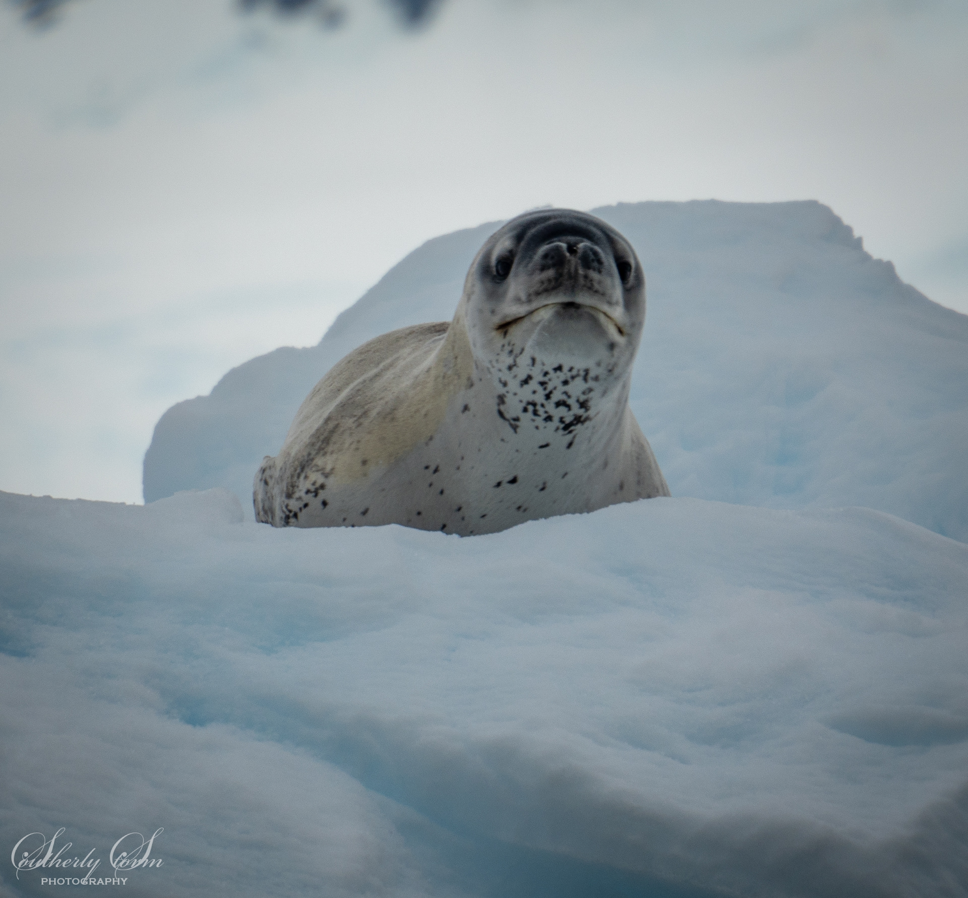 Leopard Seal