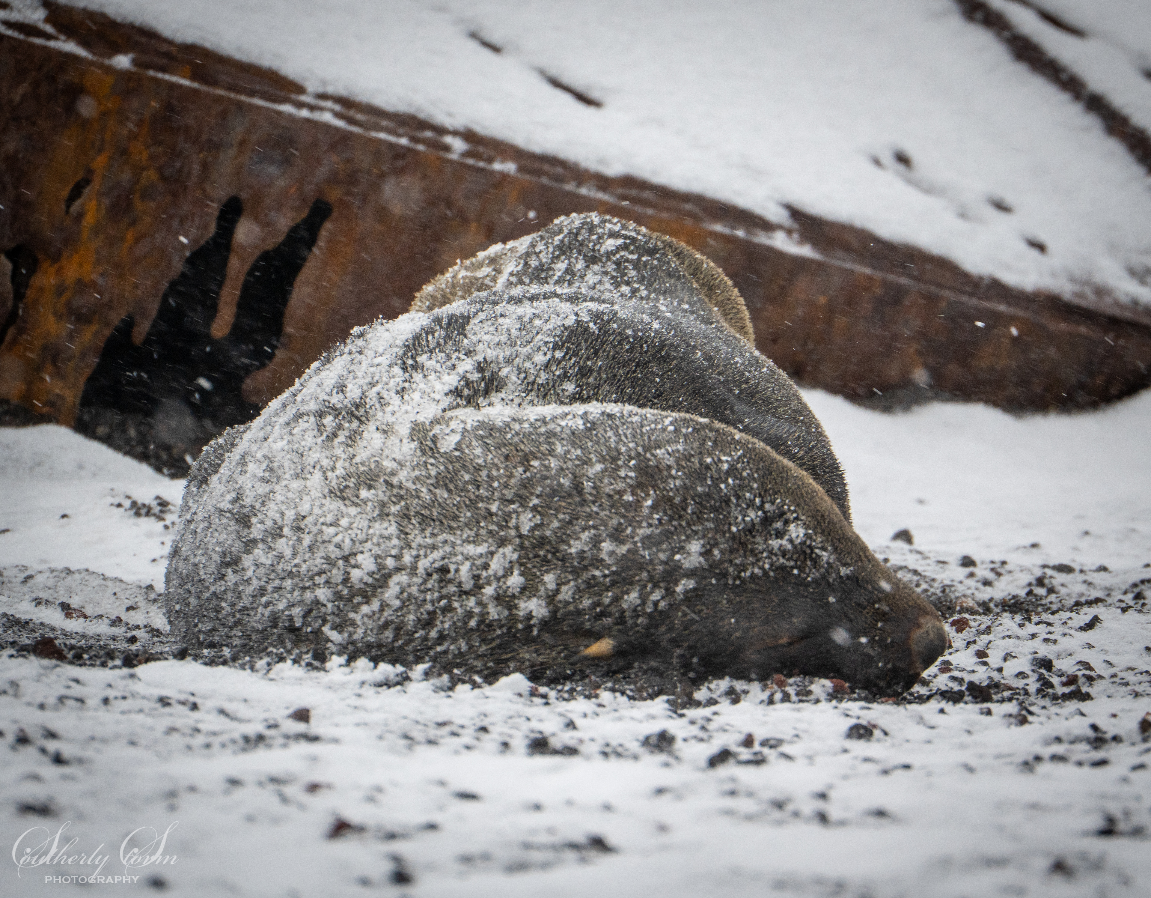 Antarctic Fur Seal - napping in the snow