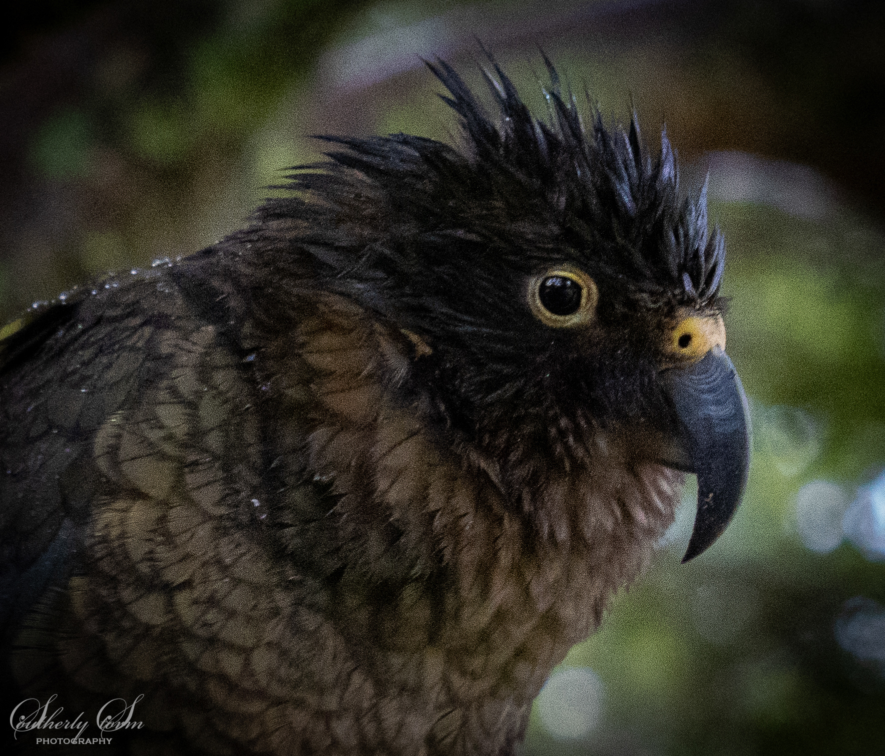Kea portrait