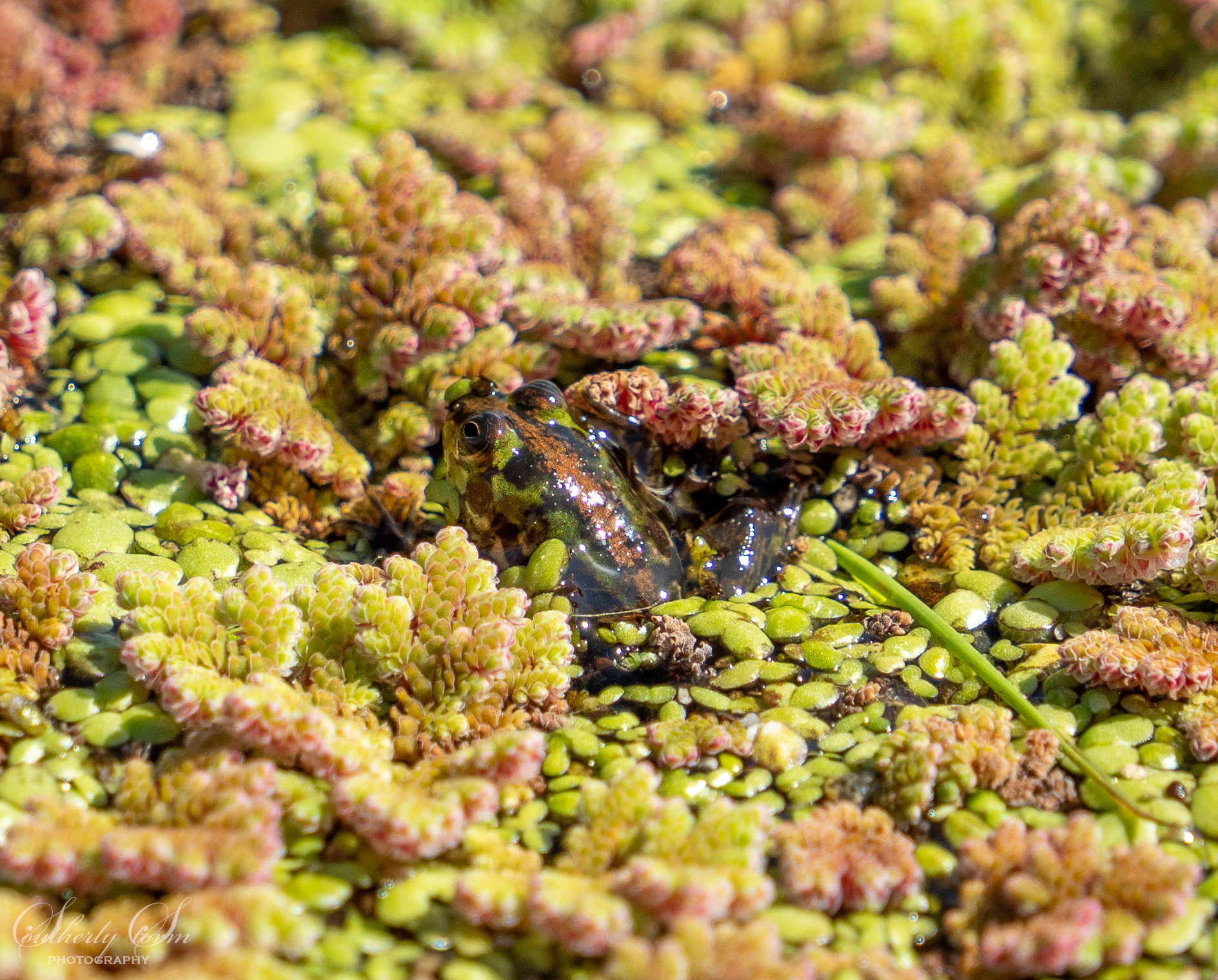 Frog in amongst the plants in Buenos Aires