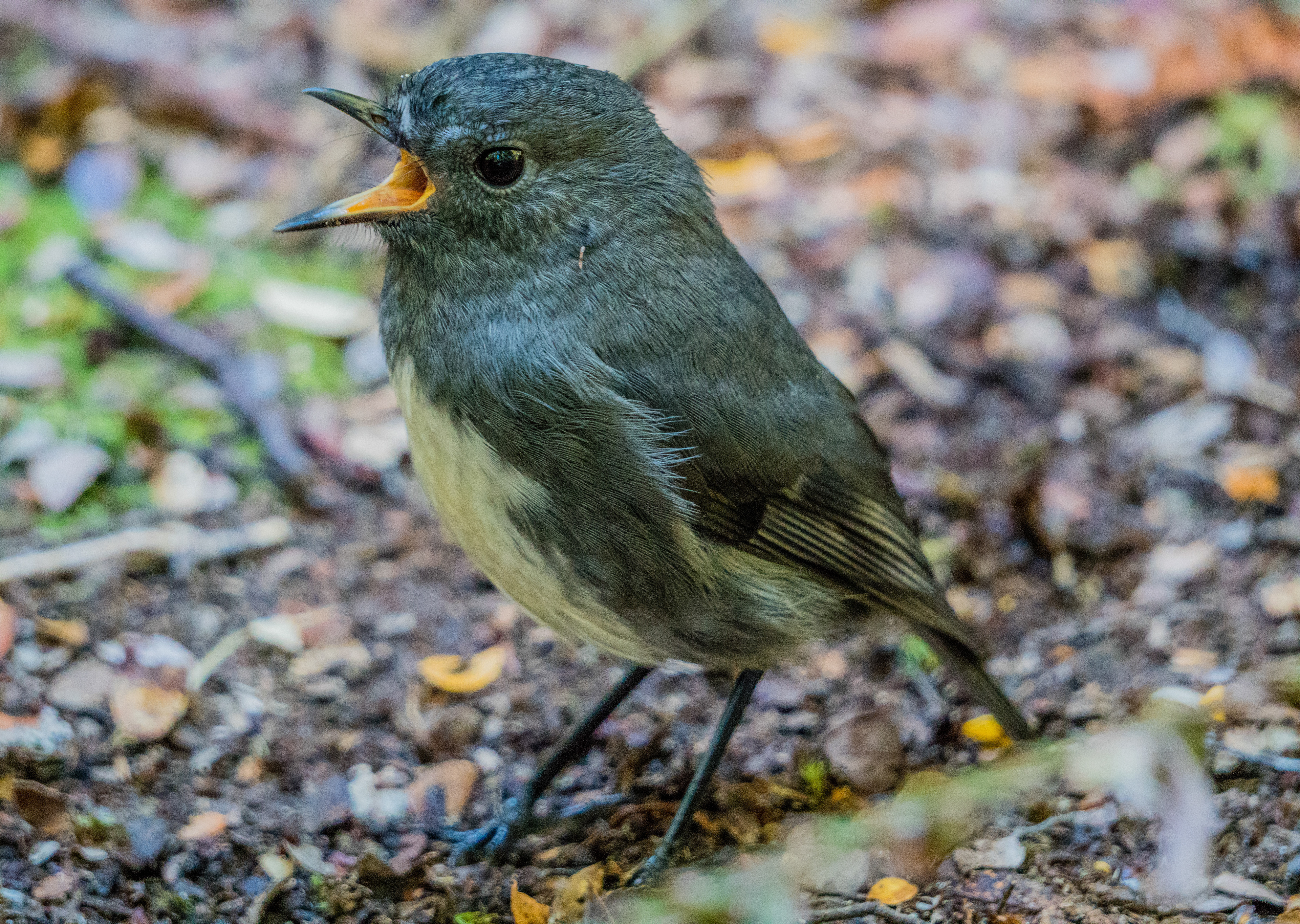 New Zealand Robin chirping