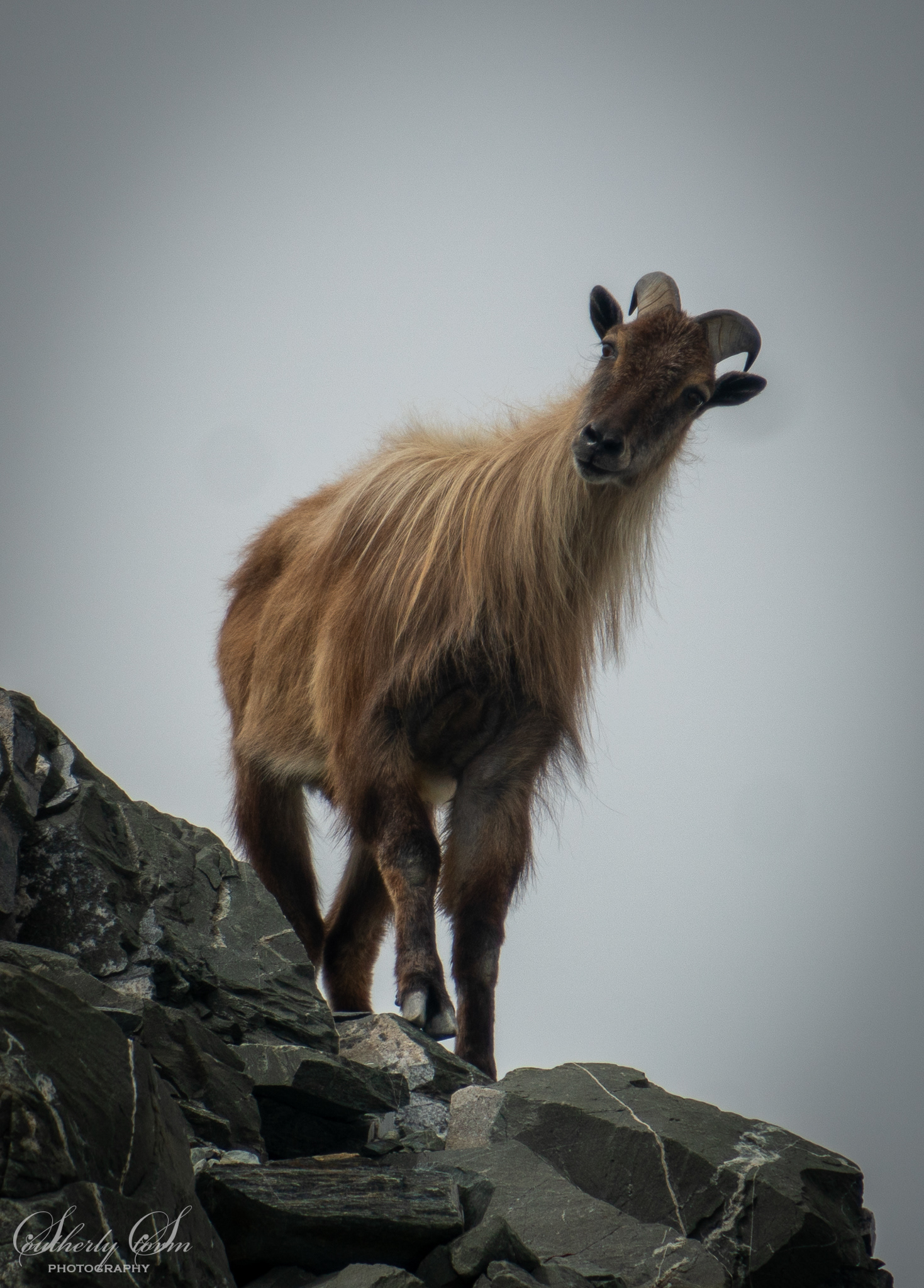 Portrait of a Tahr in New Zealand