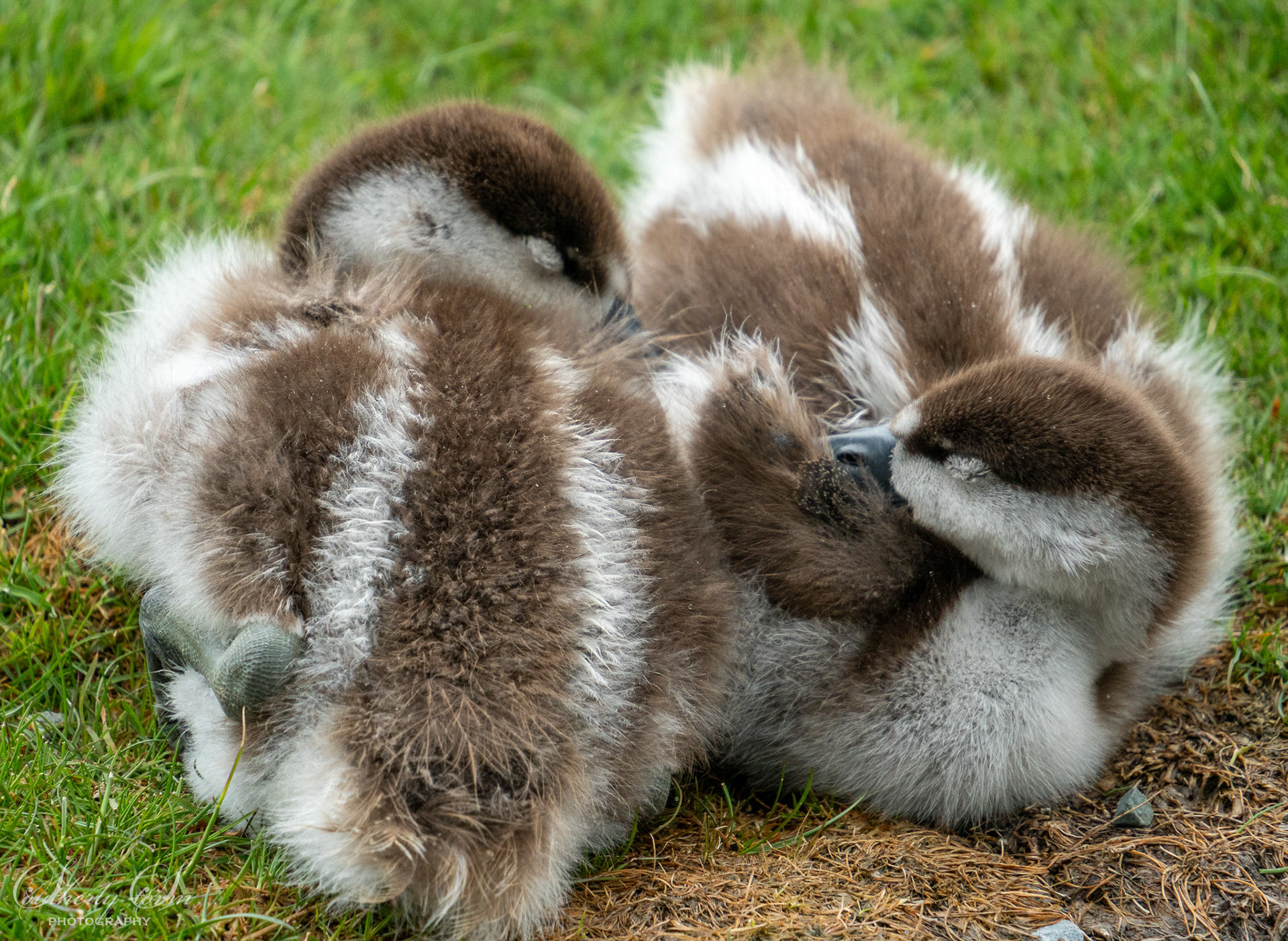 Paradise ducklings