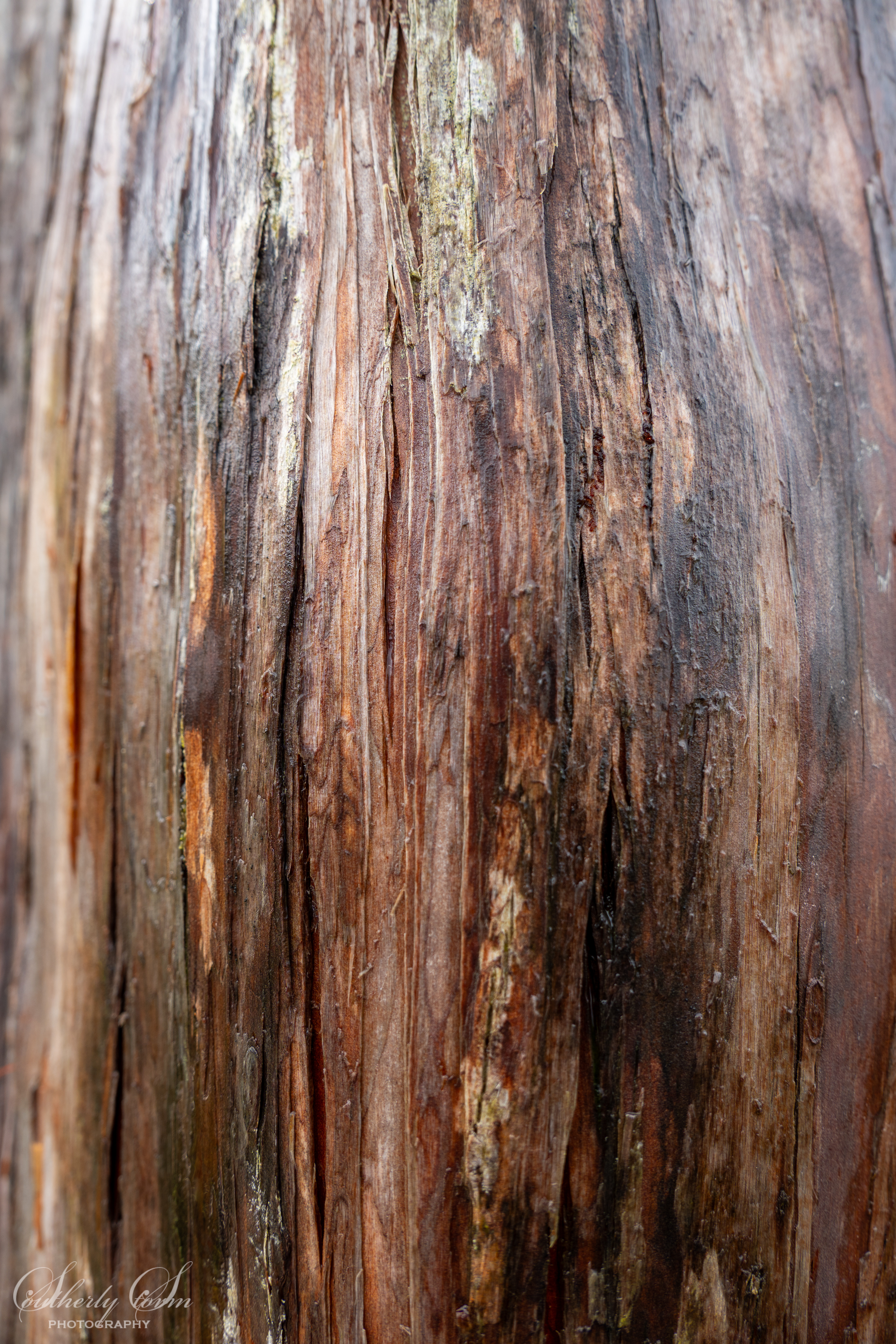Textured bark