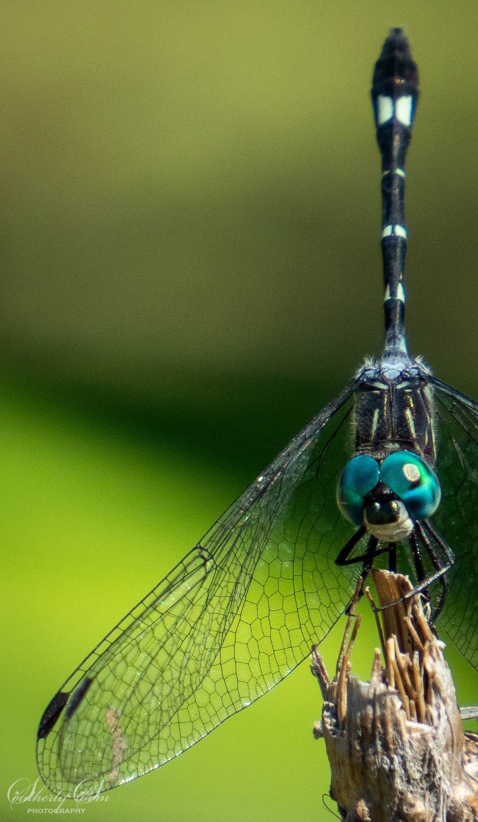 Beautiful dragonfly