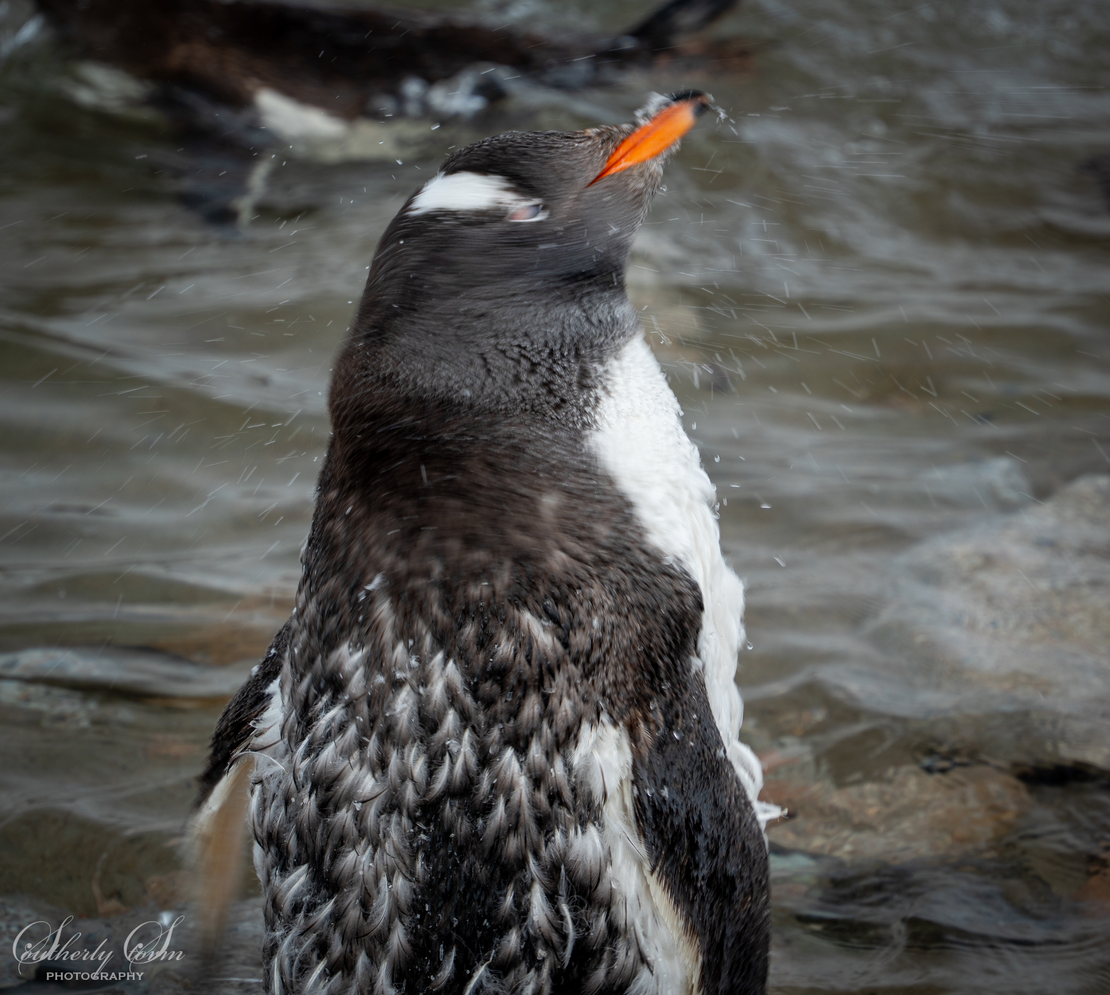 Gentoo penguin moulting