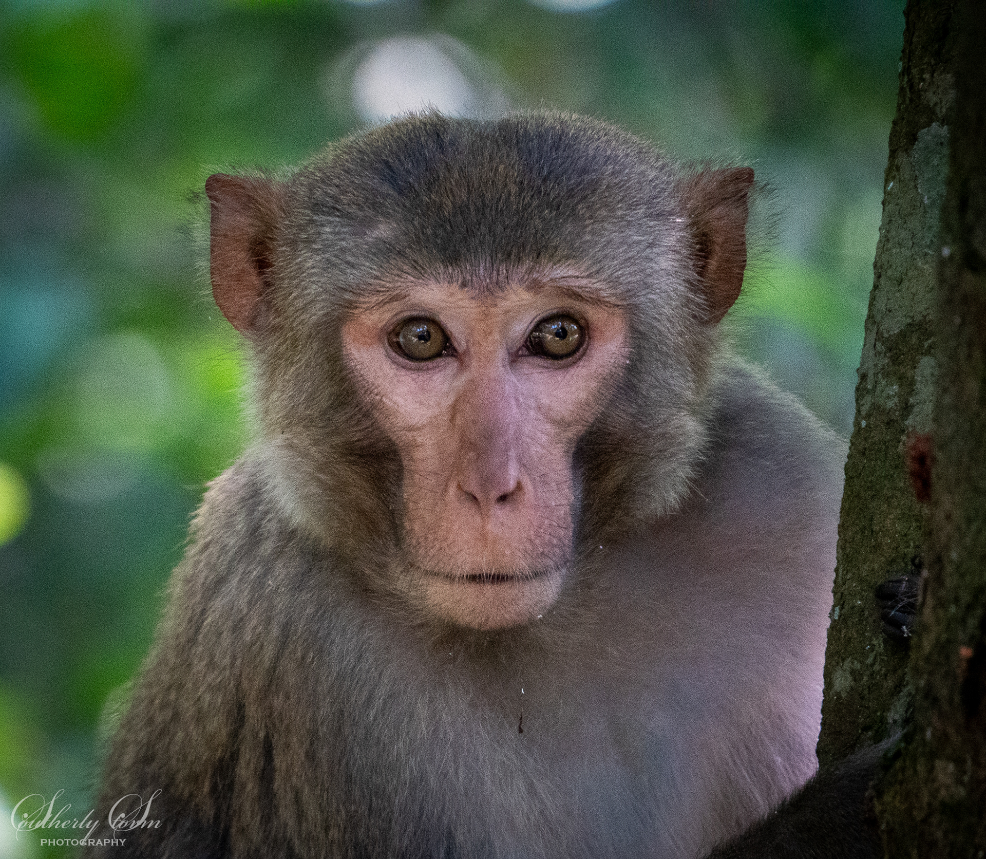 Close up of a monkey in a tree