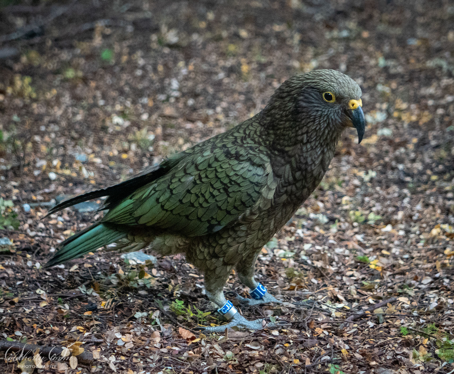 Fledgling Kea