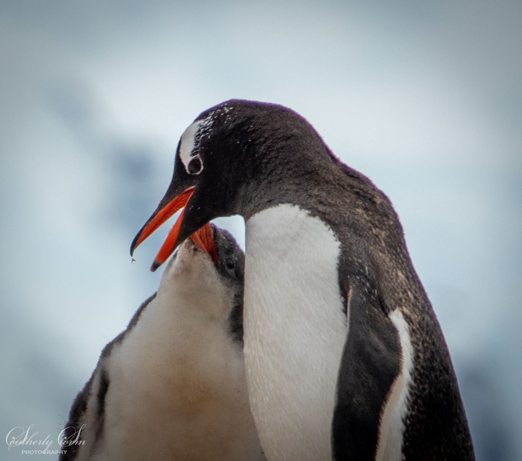 Gentoo penguin and check