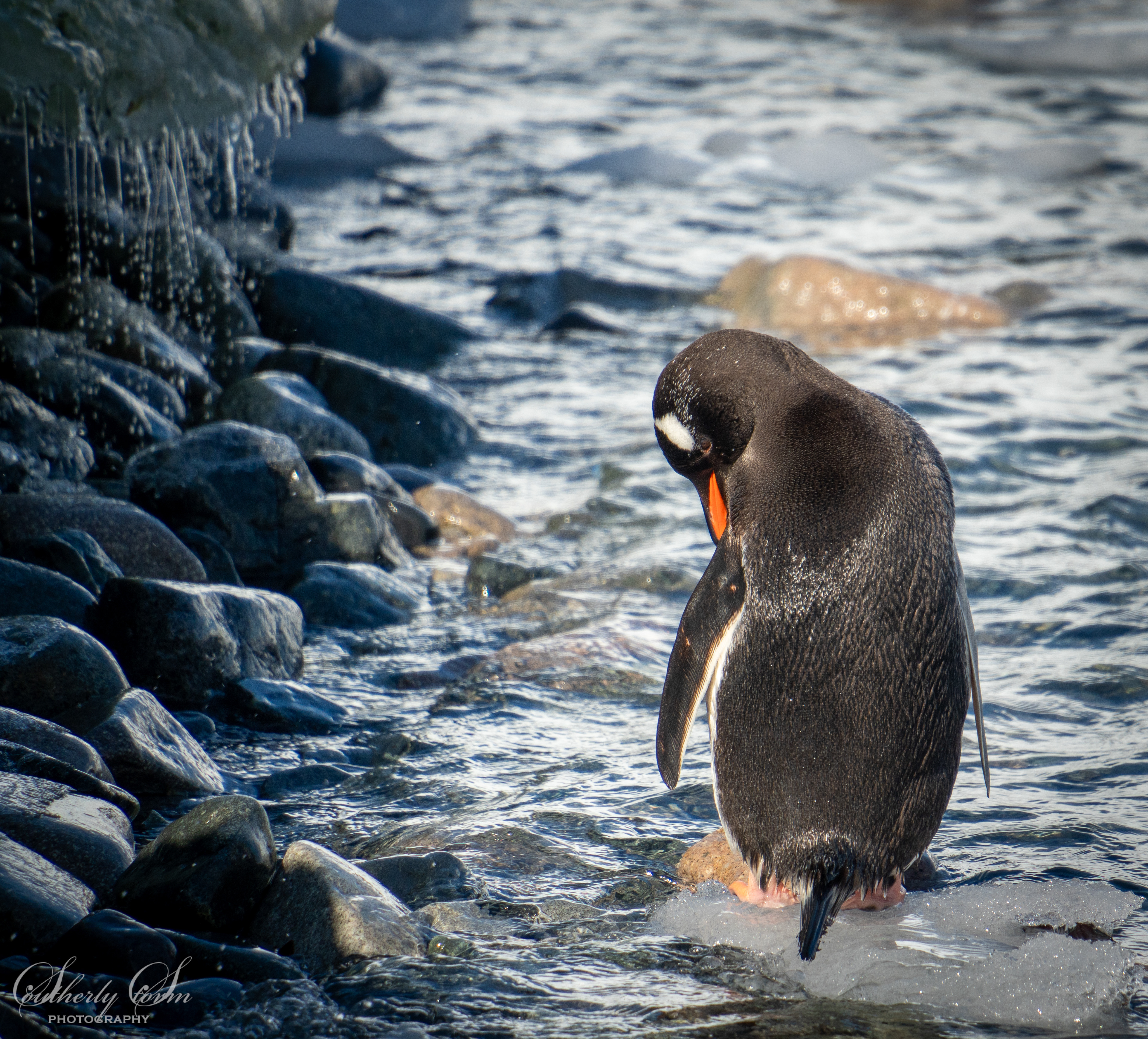 Gentoo penguin at shore