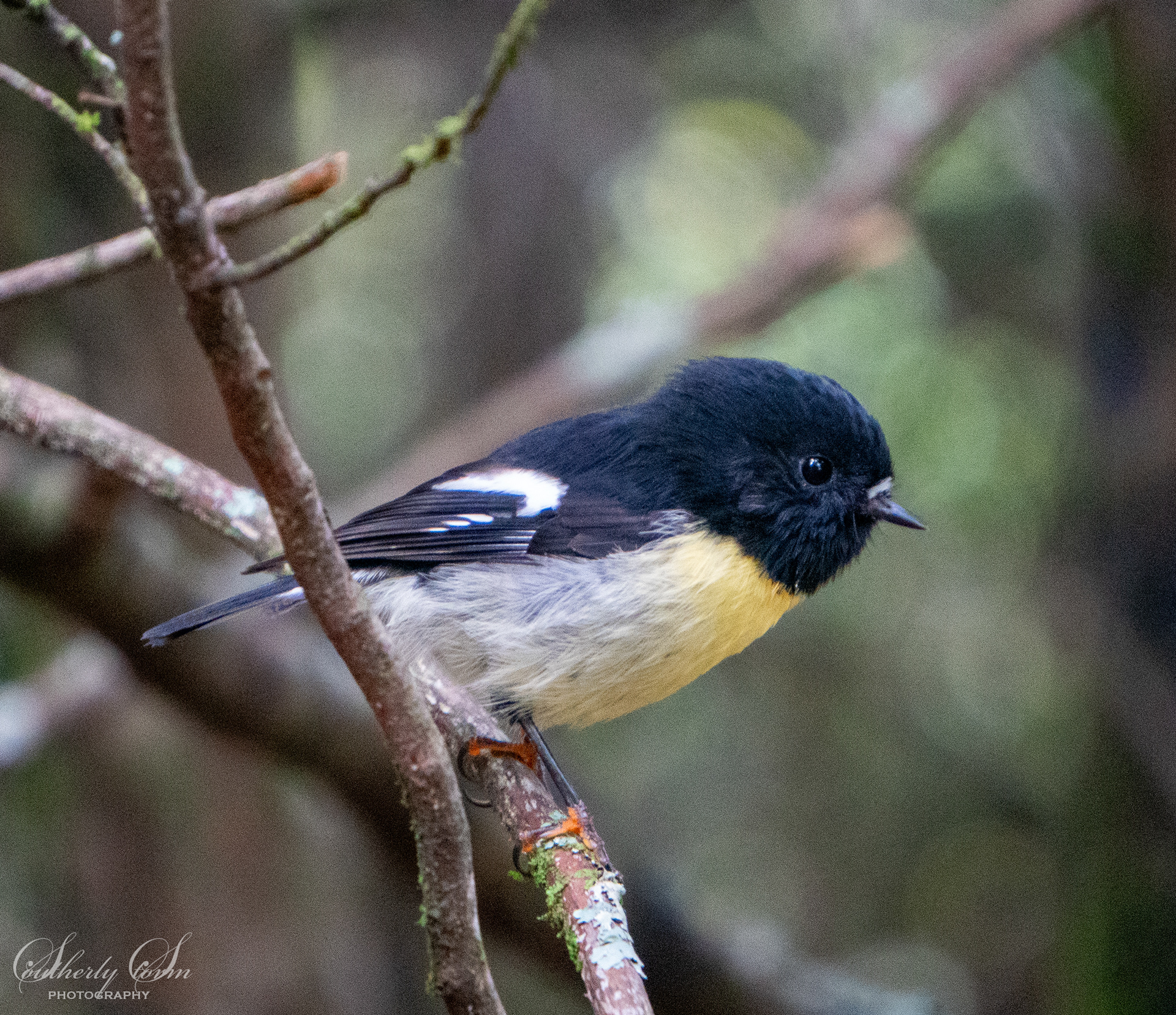 Tomtit/miromiro