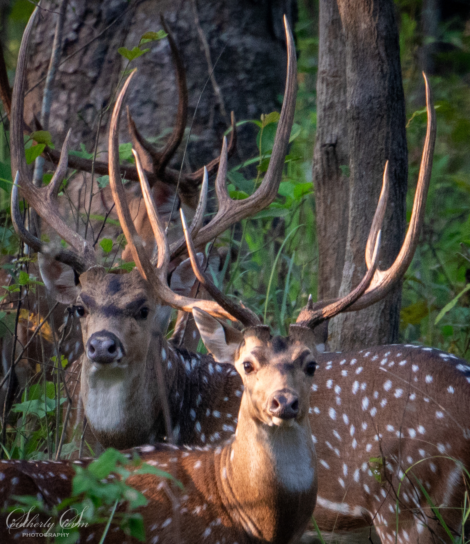 Two male spotted deer
