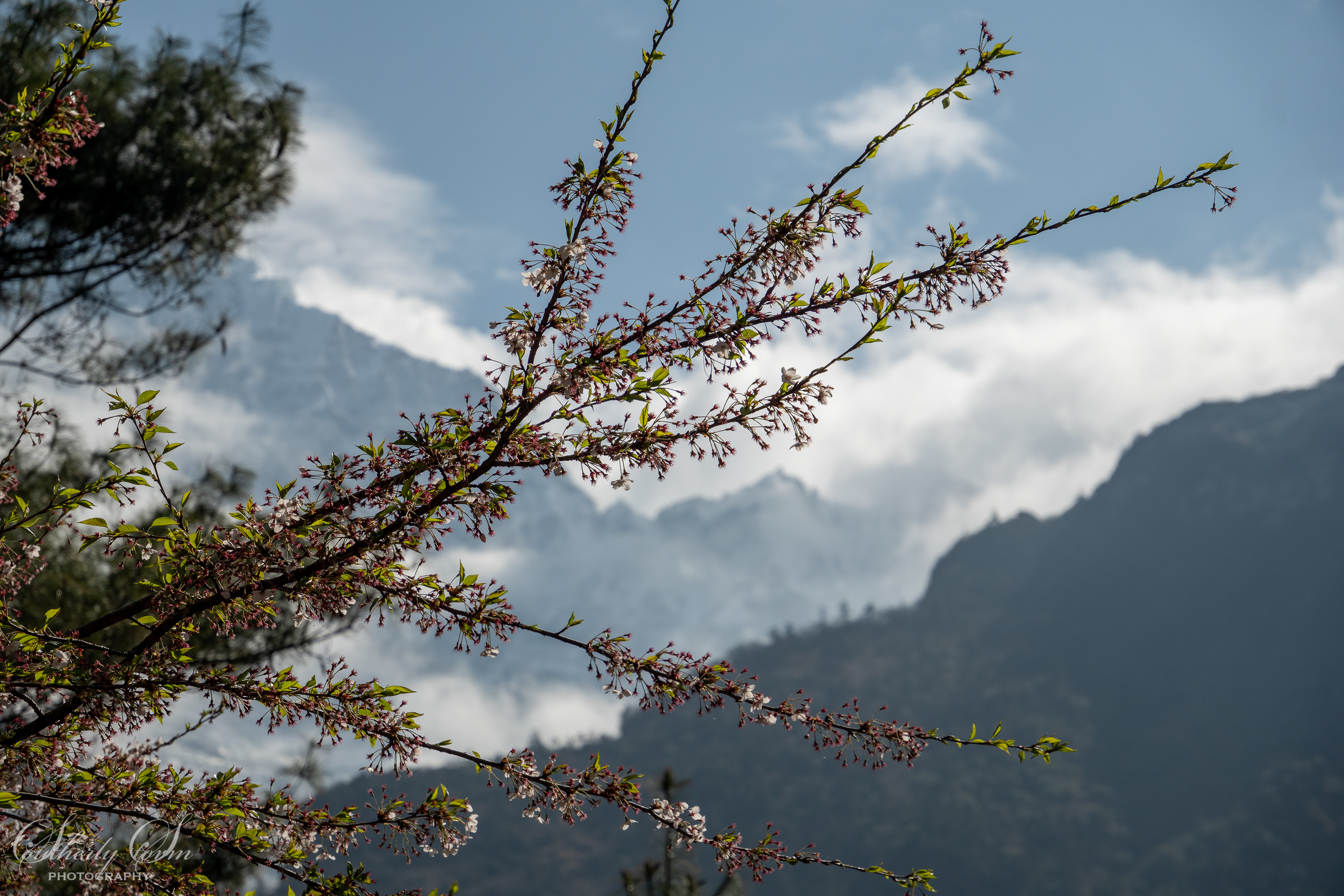 Flowers in the forests of Nepal