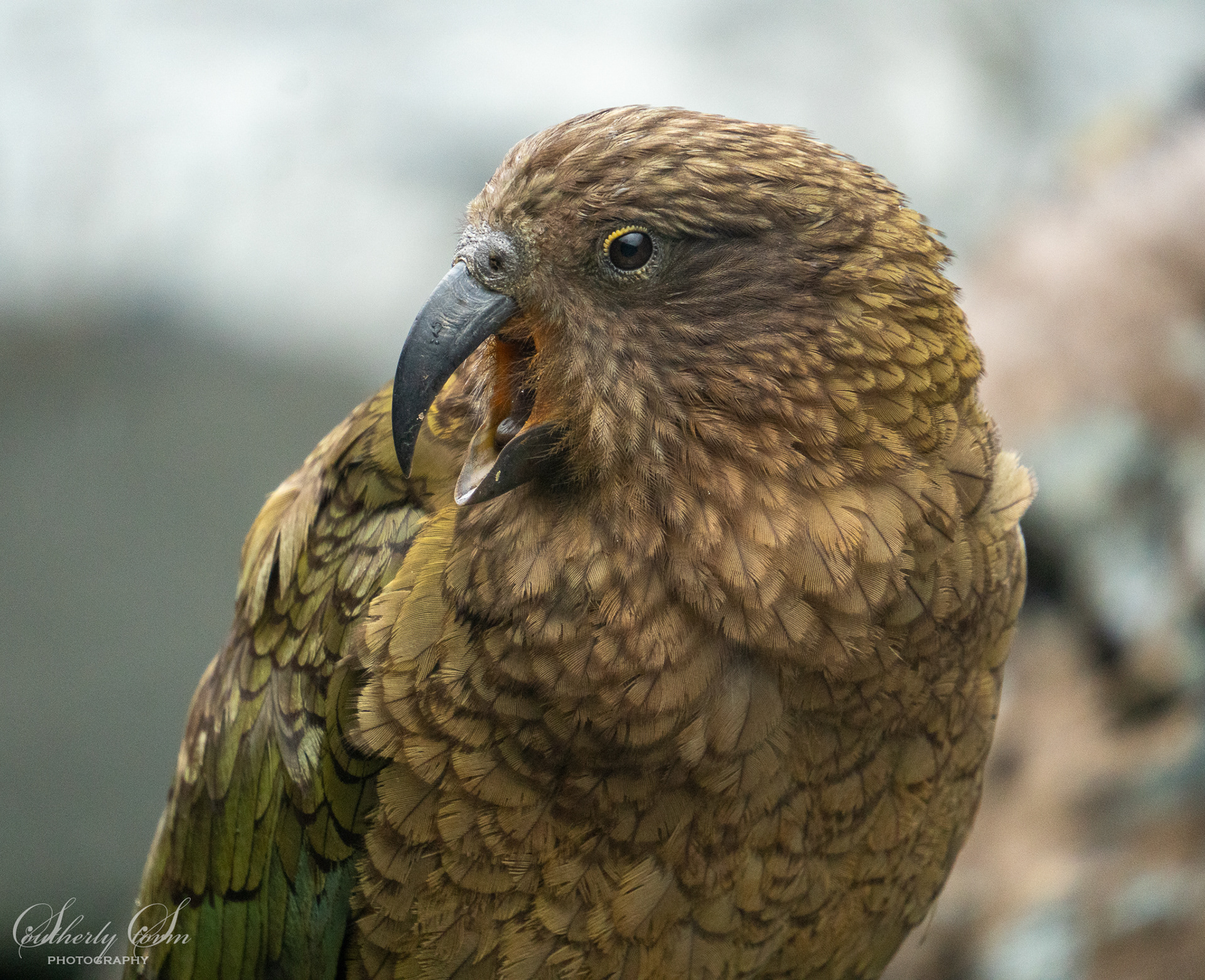 Adult Kea