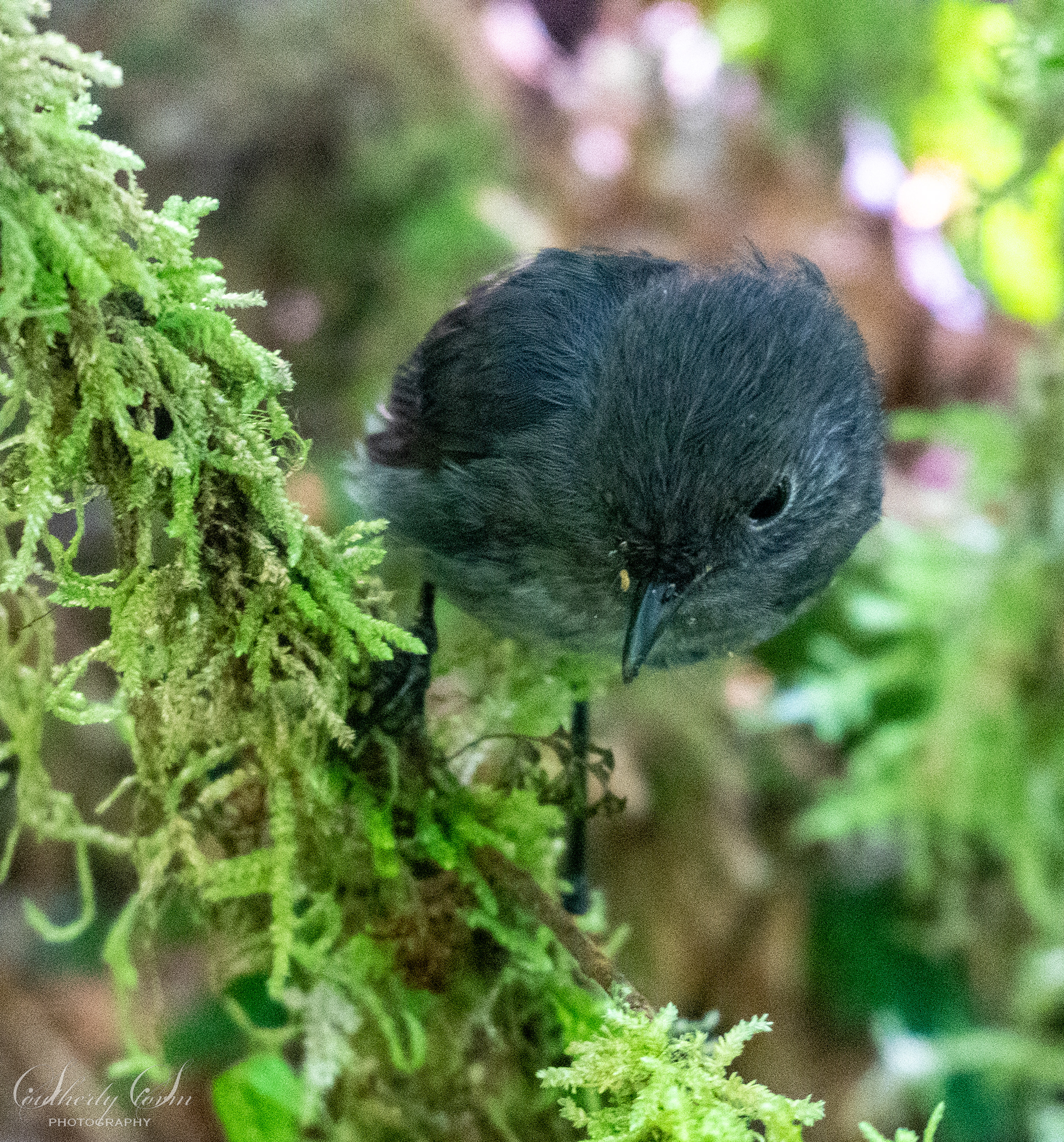 South Island Robin on Moss