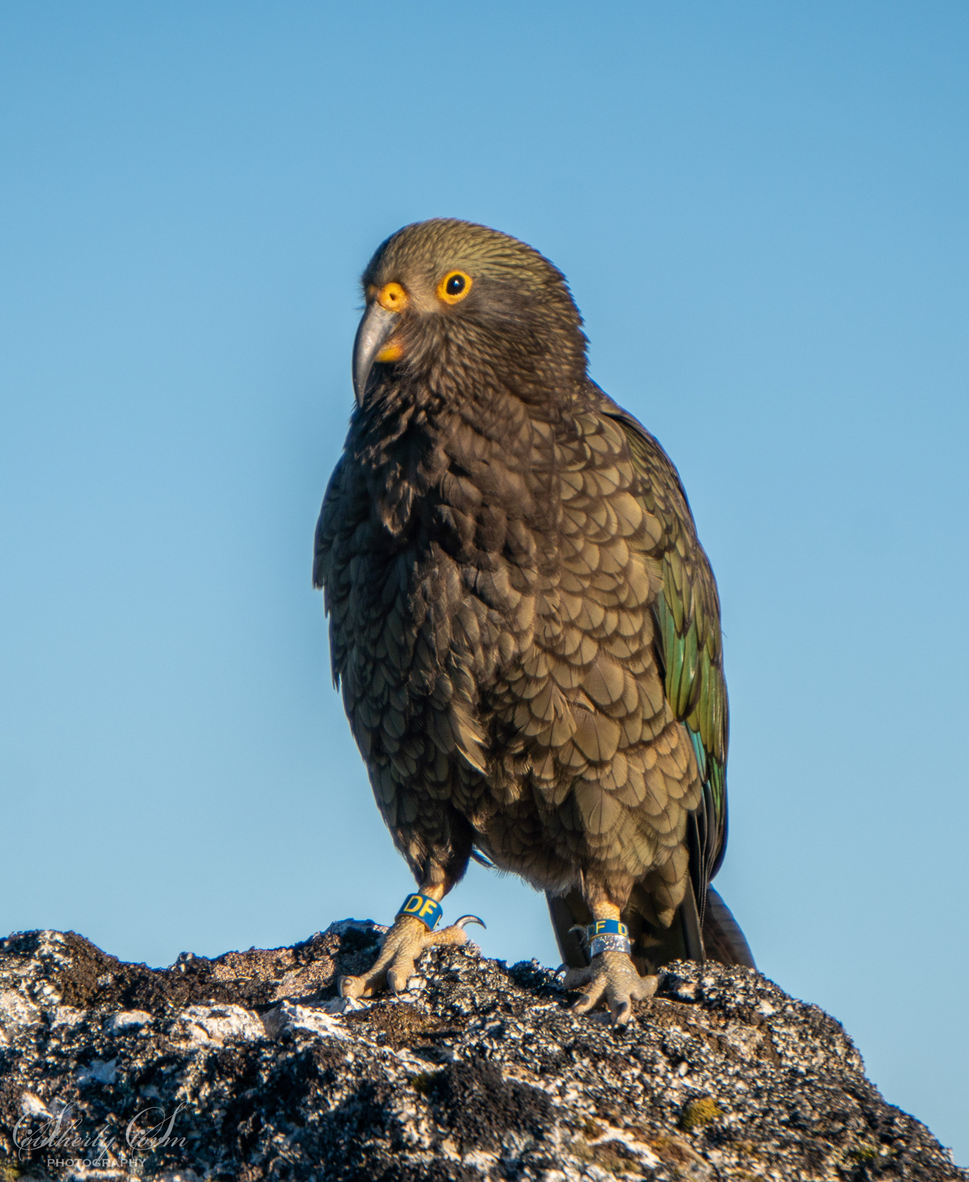 Fledgling kea with bands
