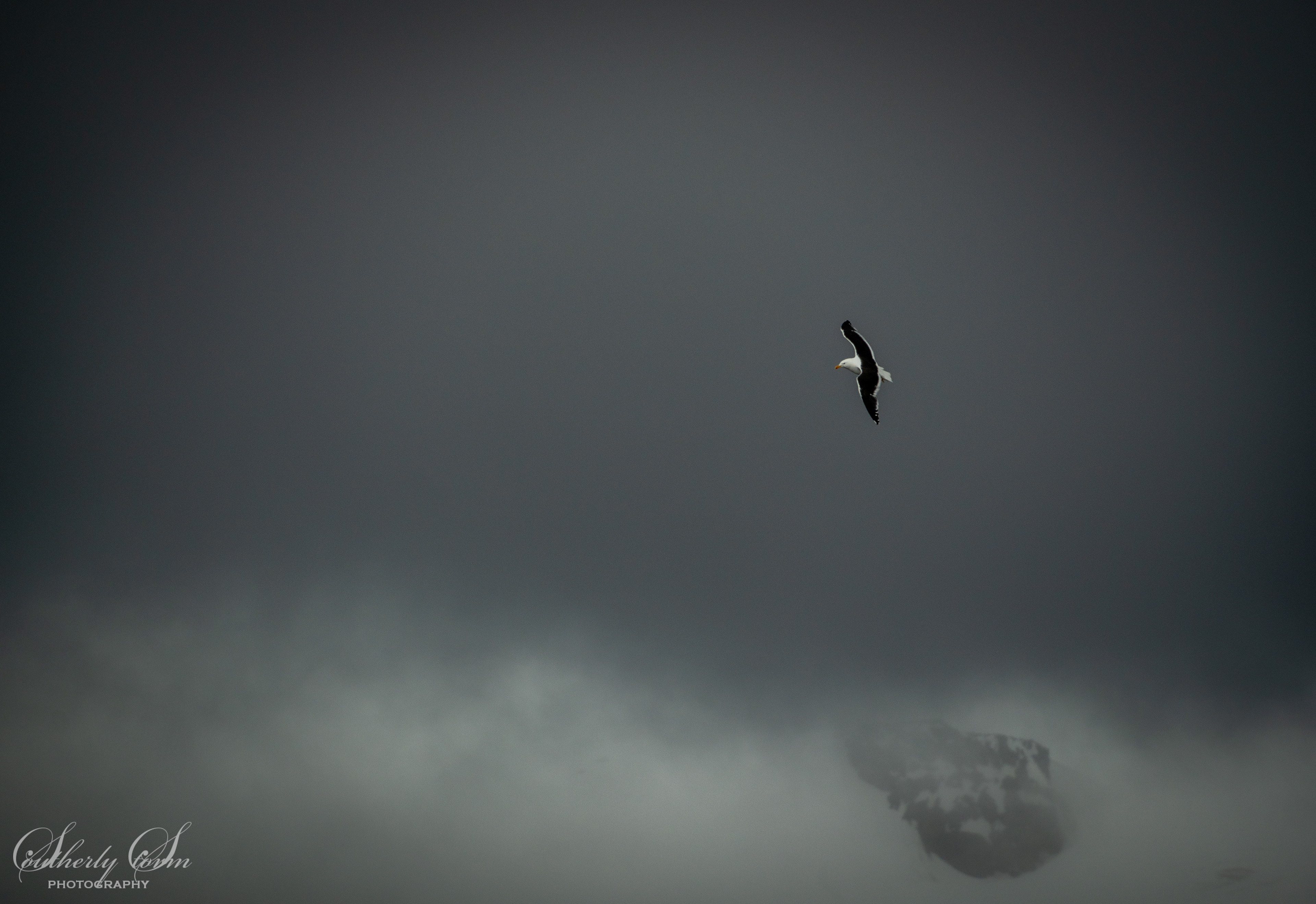 Kelp Gull
