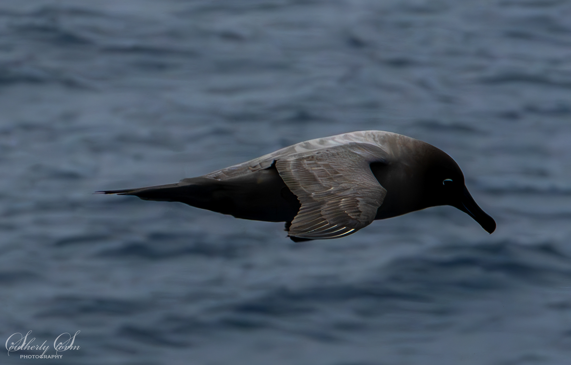 Sooty albatross in flight