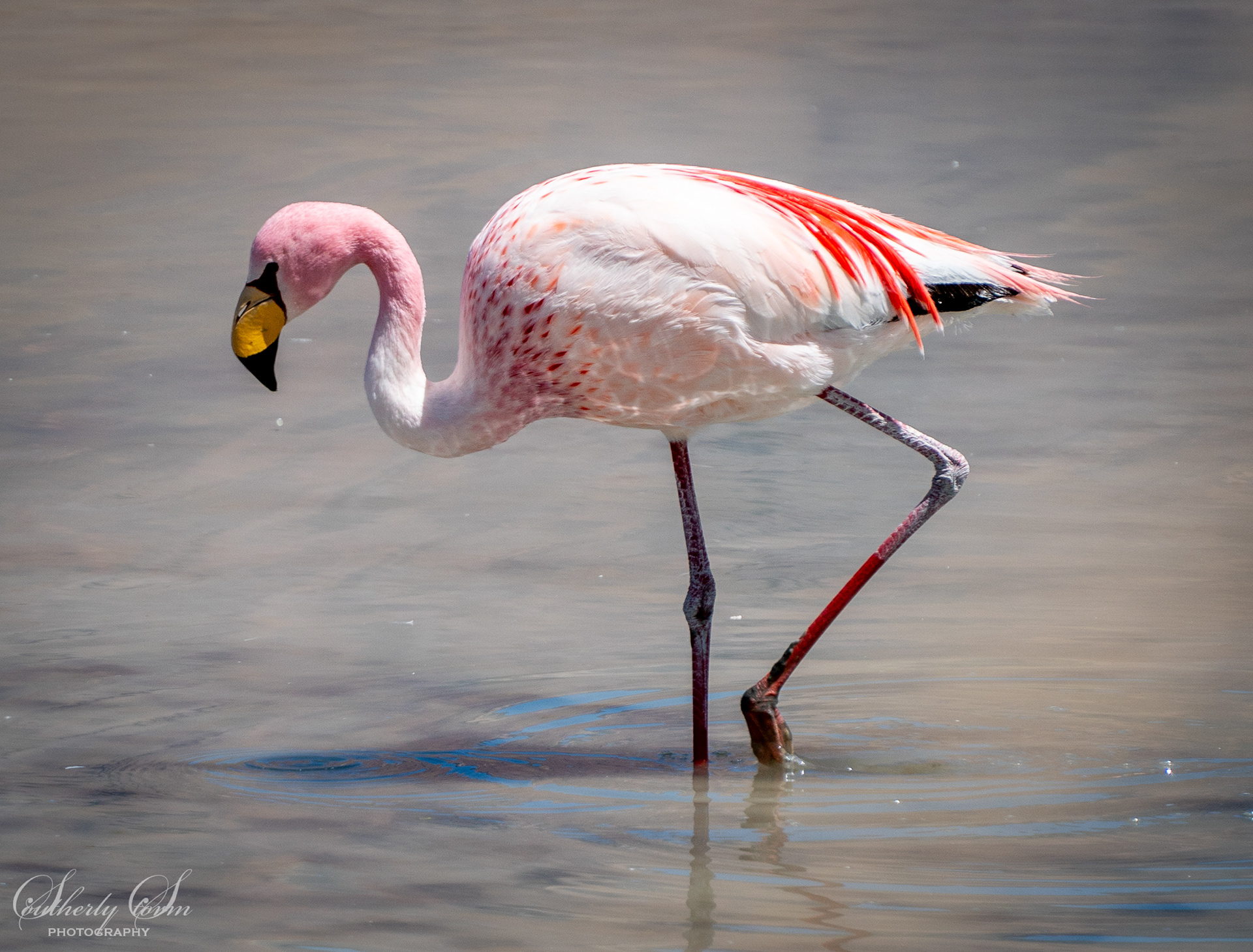 Flamingo and a drip of water