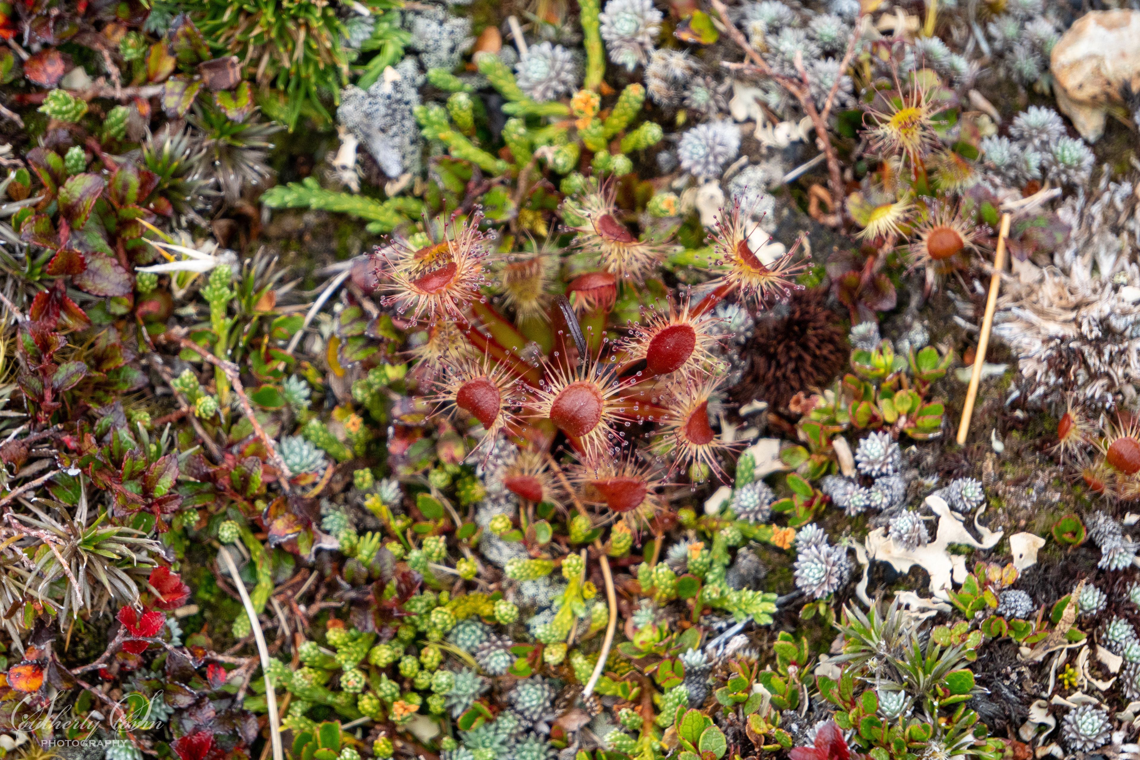 Alpine herb jungle