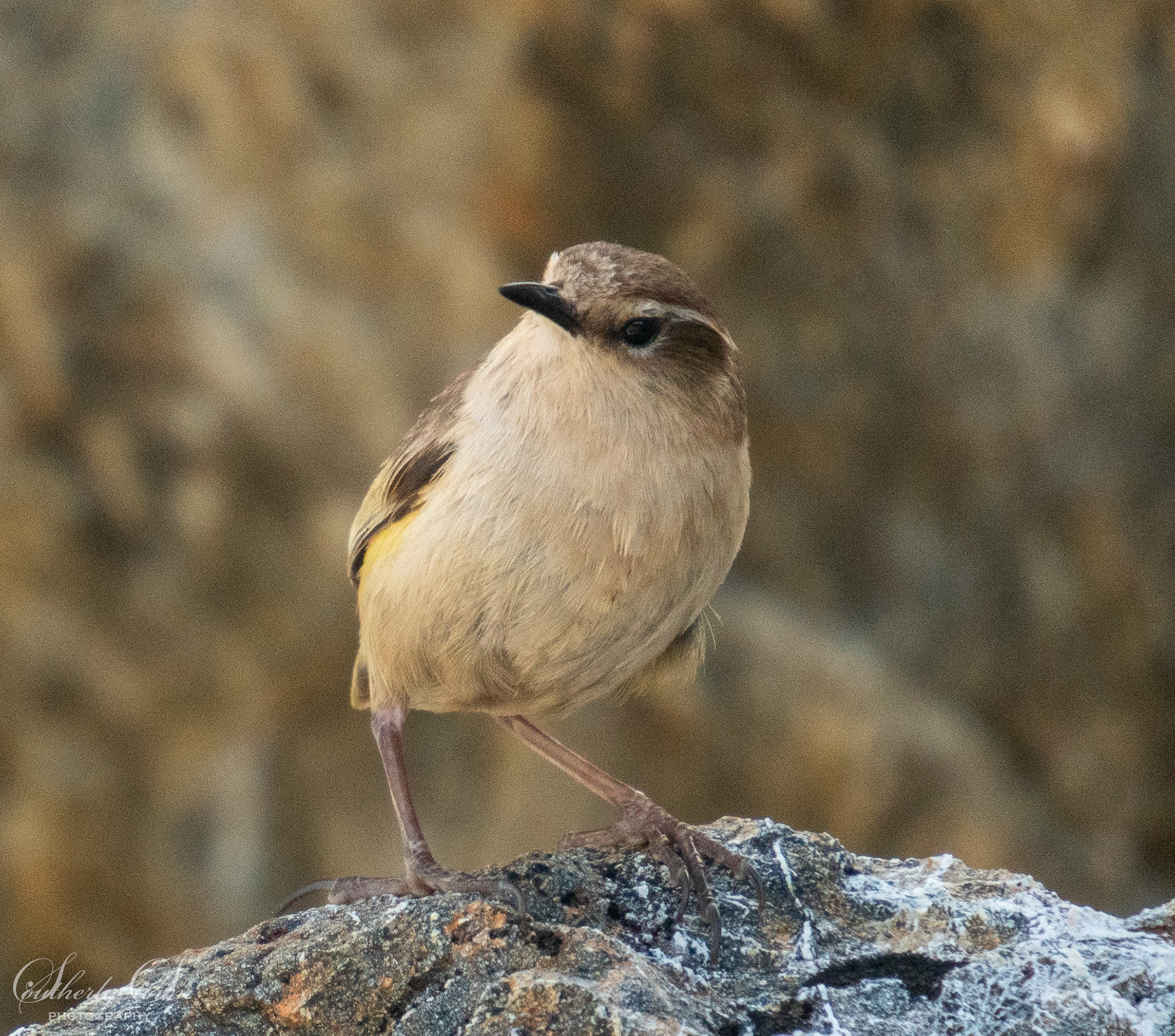 Rock Wren (female)