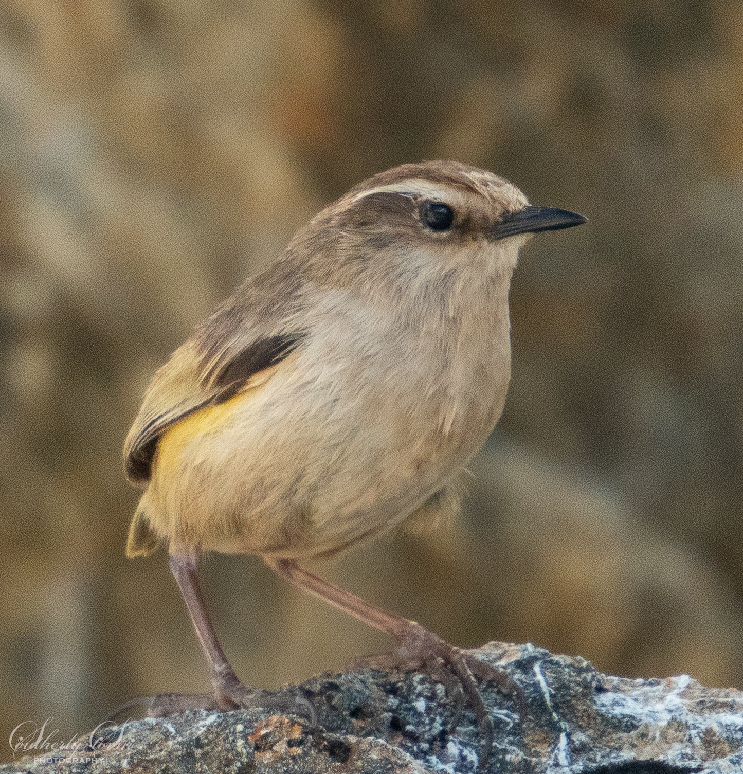 Rock Wren (female)