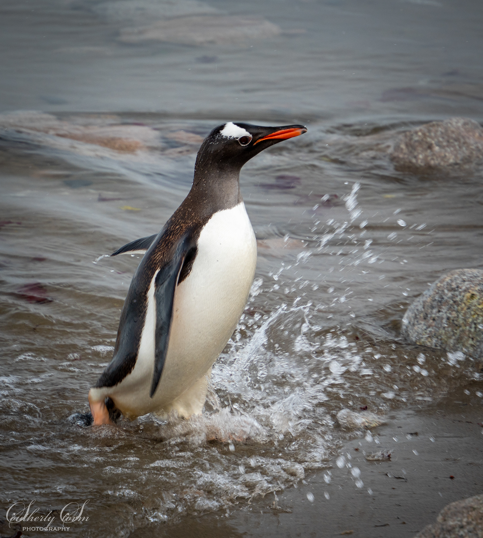 Gentoo penguin at the waters edge