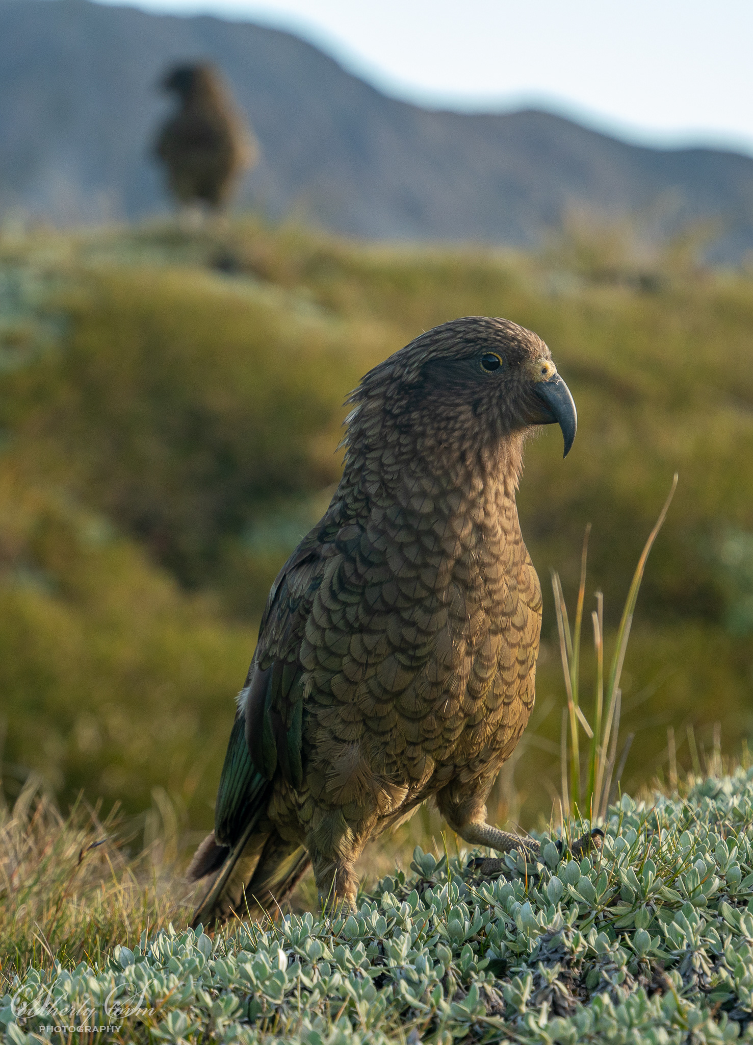Smug kea sneaking up