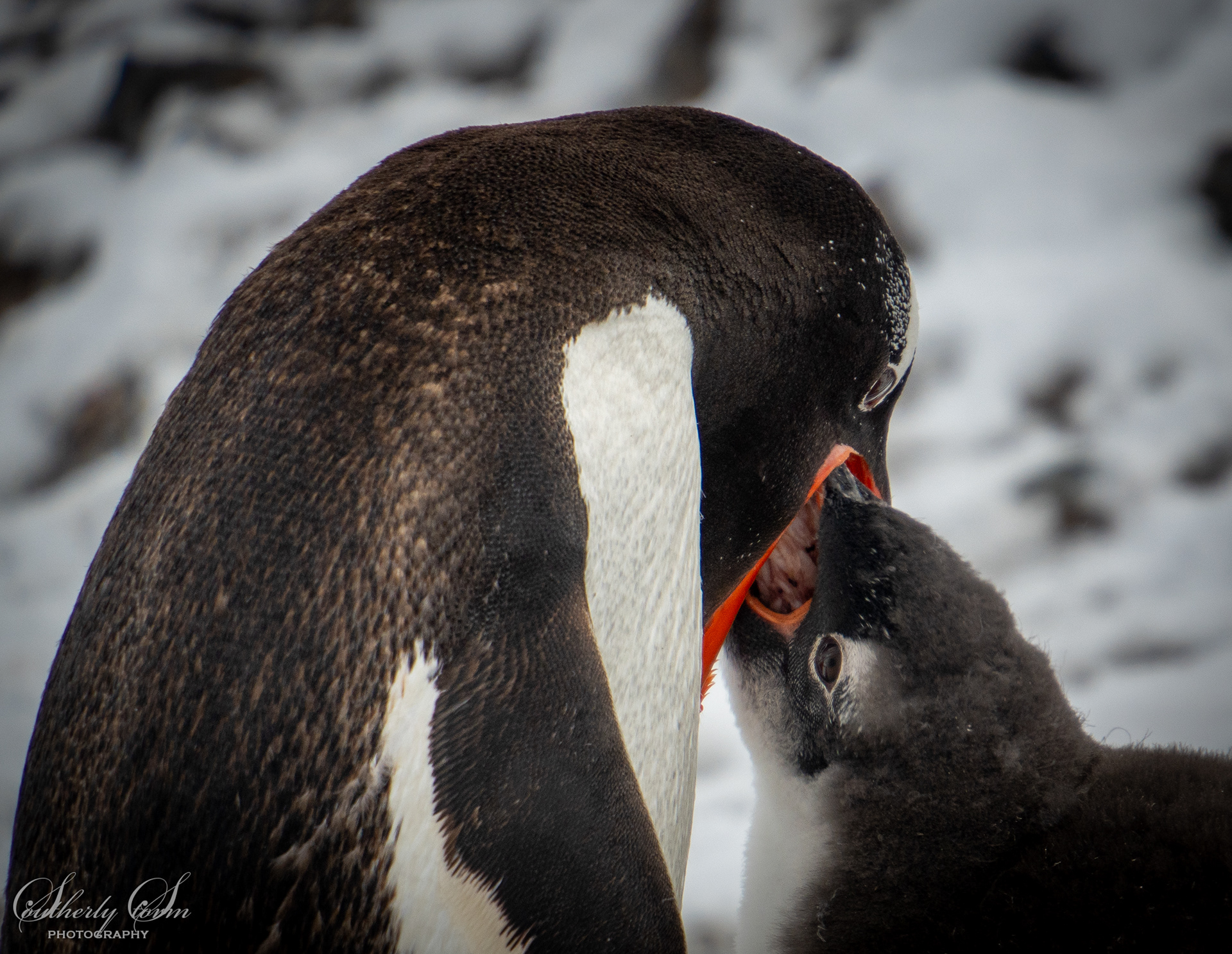 Gentoo penguin feeding it's chick