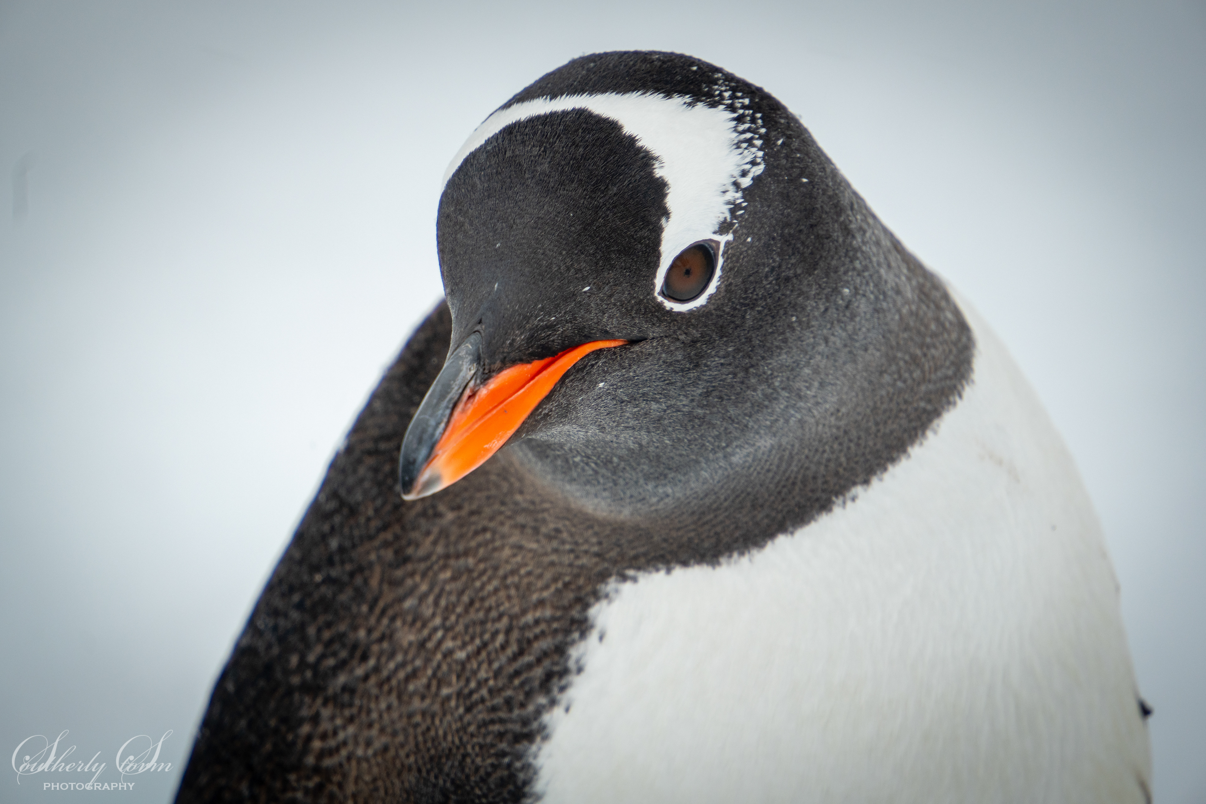 Gentoo penguin portrait