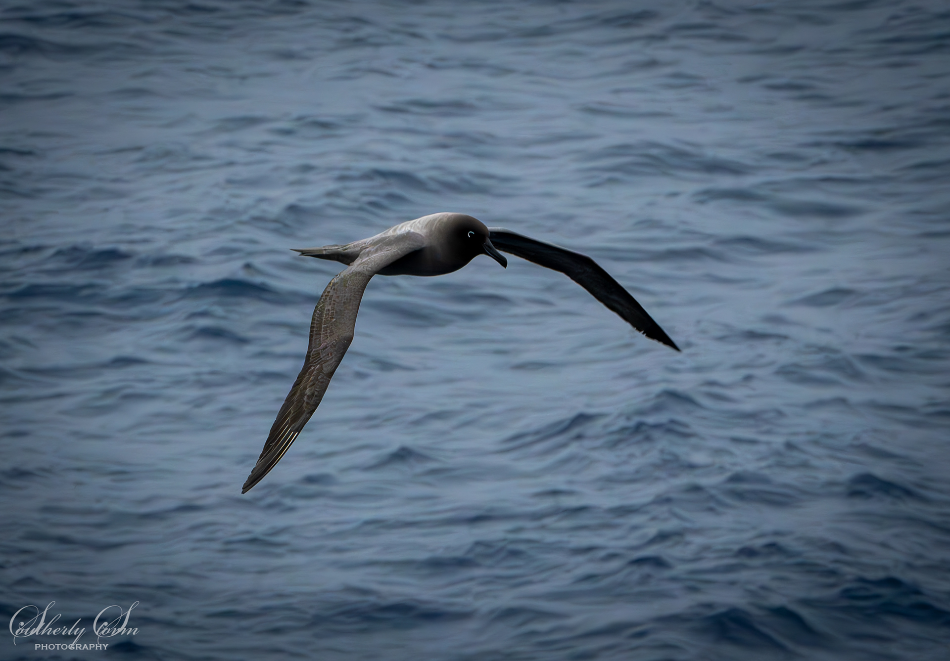 Sooty albatross in flight
